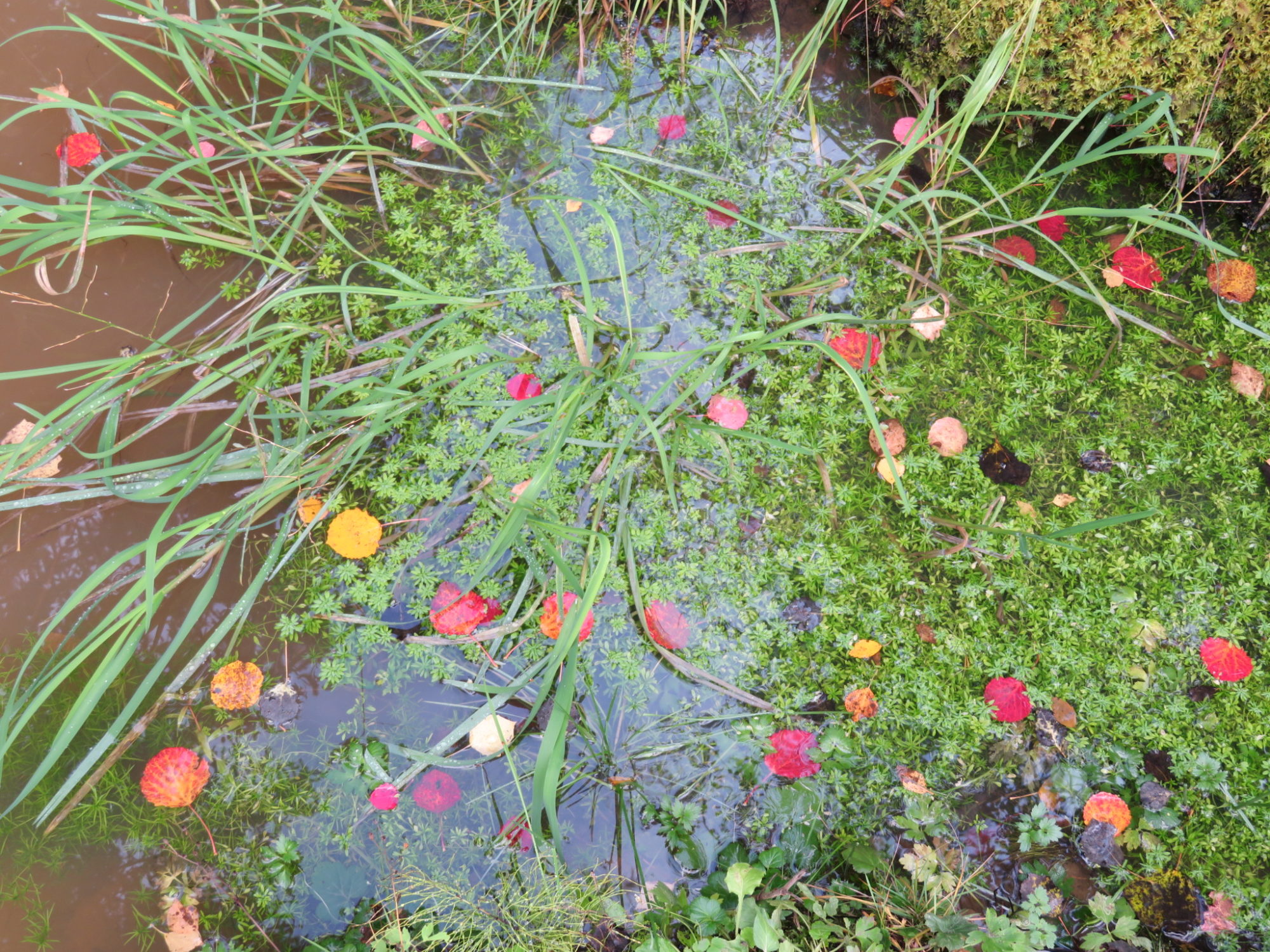 Valokuvaaja: Risto Kangassalo