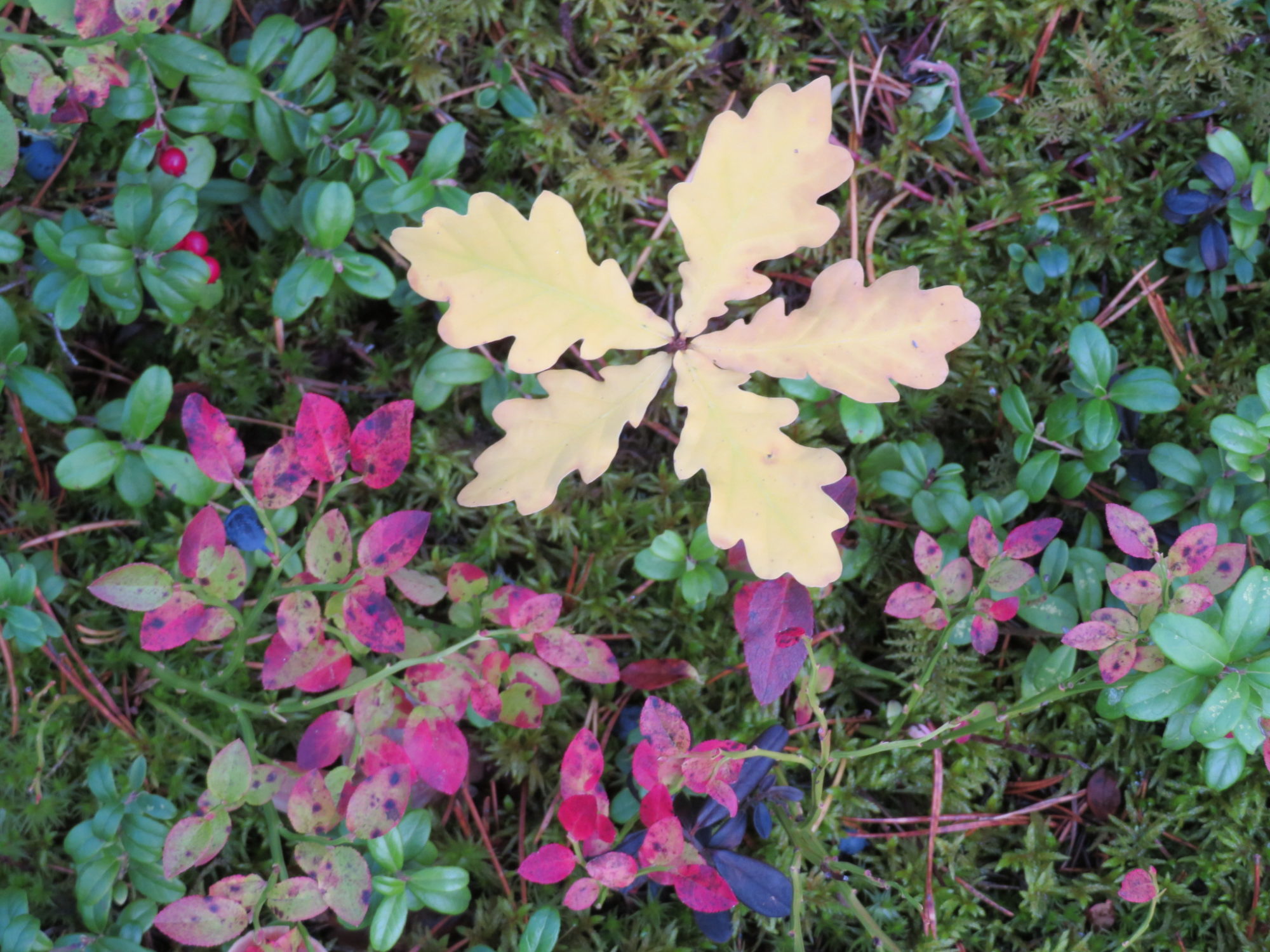 Valokuvaaja: Risto Kangassalo