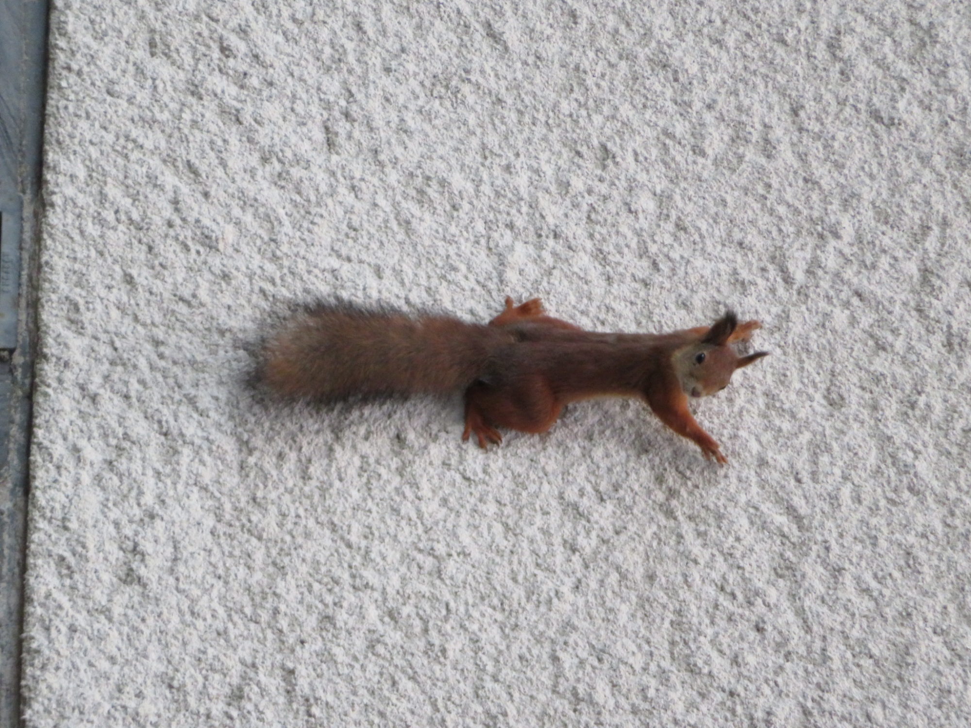 Valokuvaaja: Risto Kangassalo