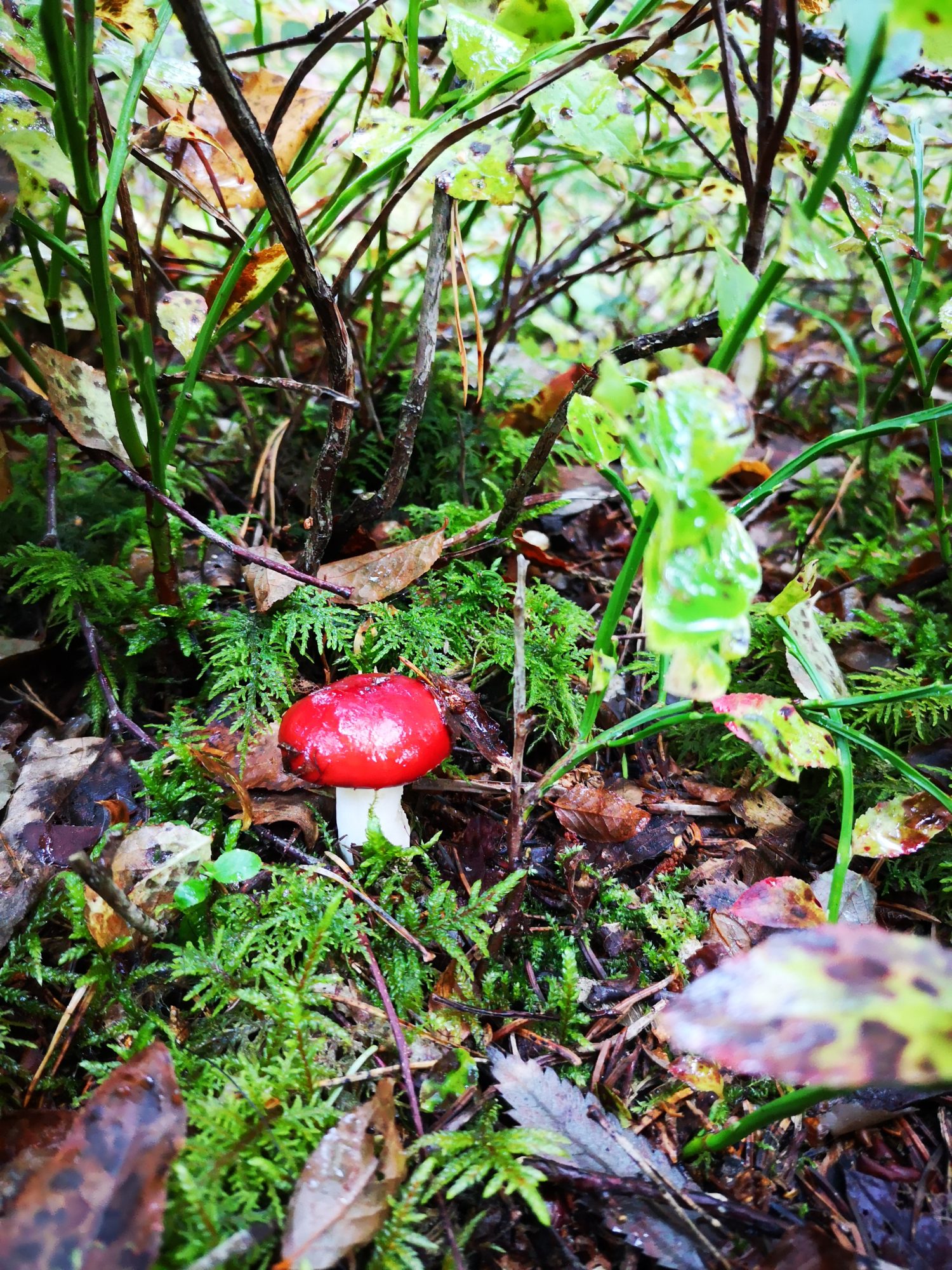 Valokuvaaja: Melis Usekes