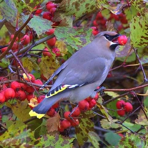 Valokuvaaja: Tapio Keinonen