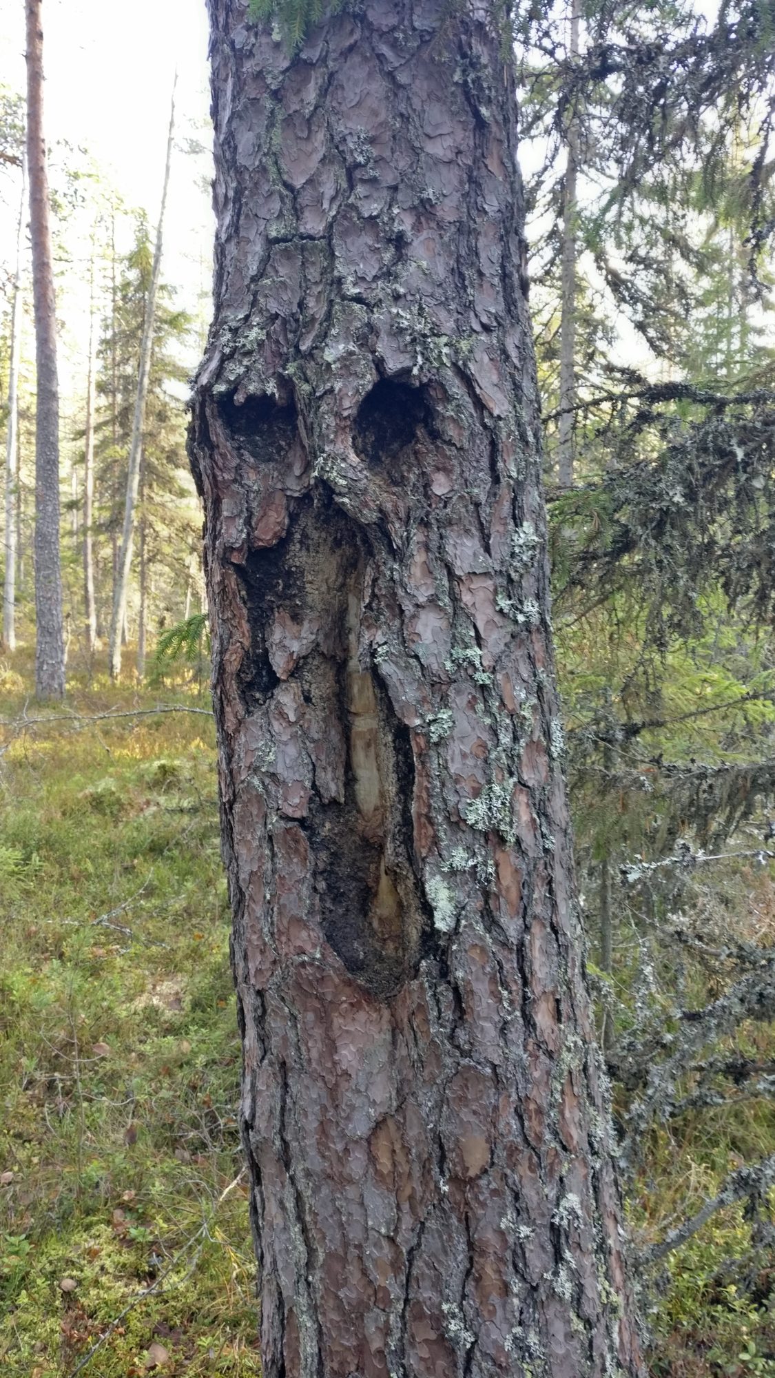 Valokuvaaja: Helena Sytelä Valokuvaaja: Helena Sytelä