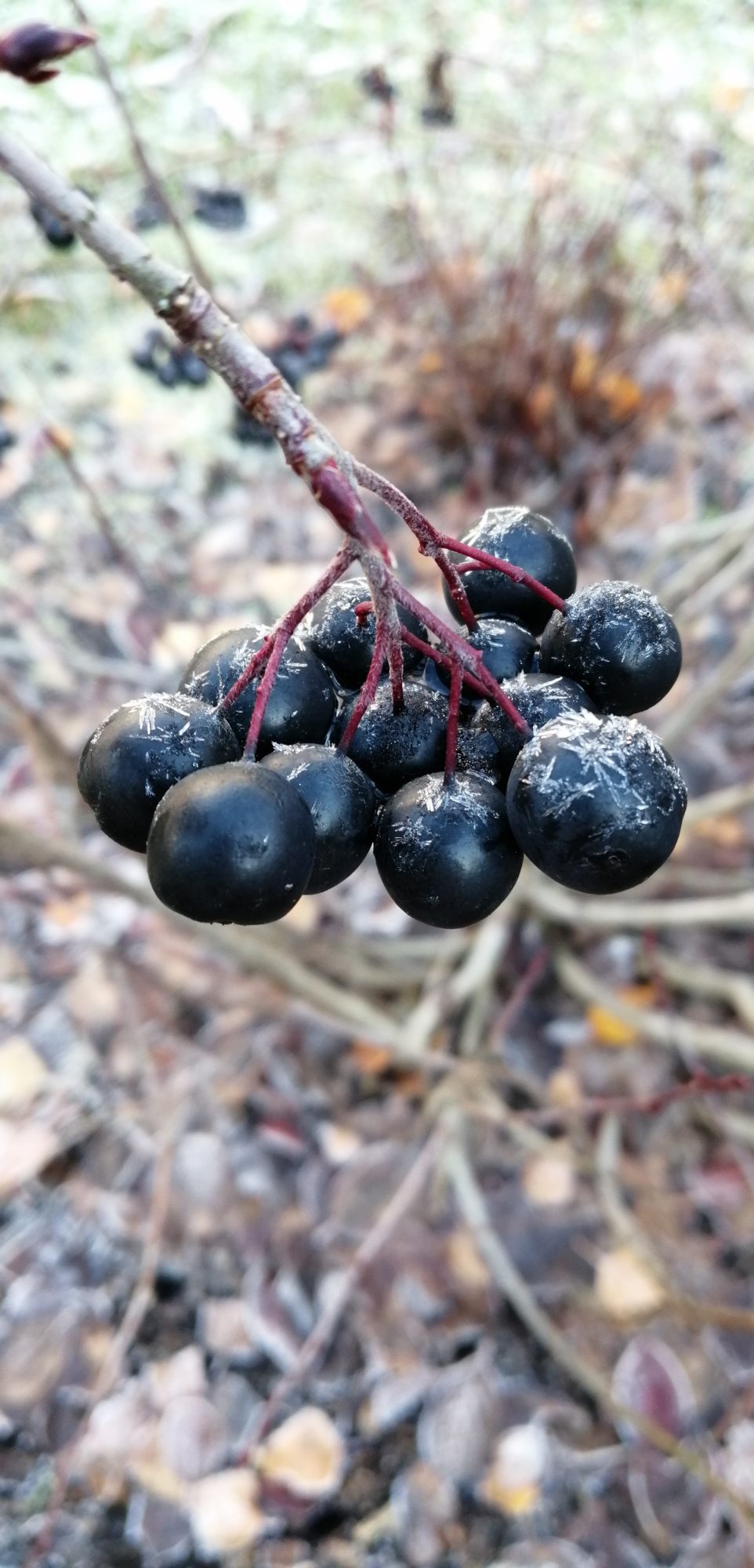 Valokuvaaja: Elviira Kinnunen