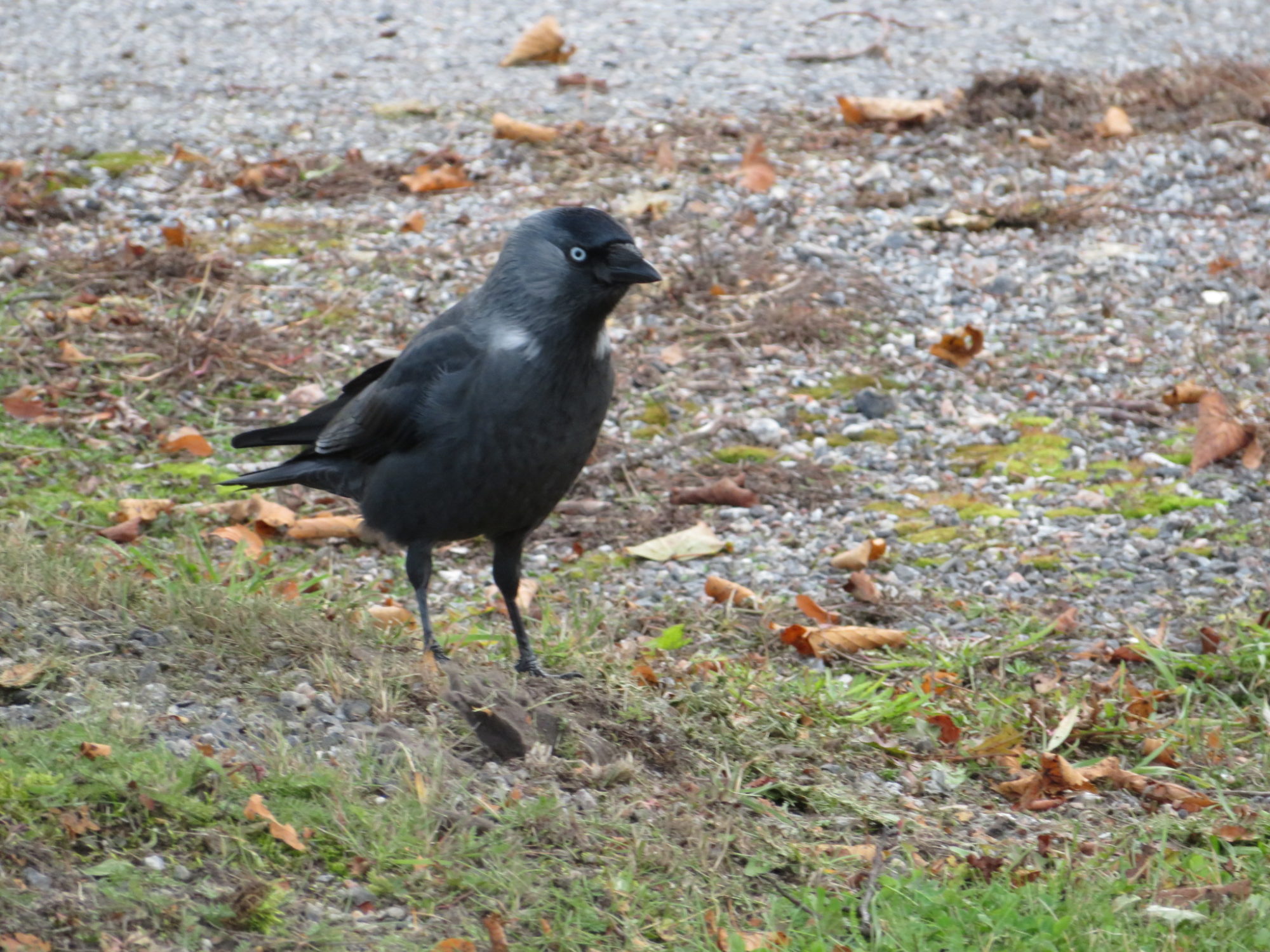 Valokuvaaja: Risto Kangassalo