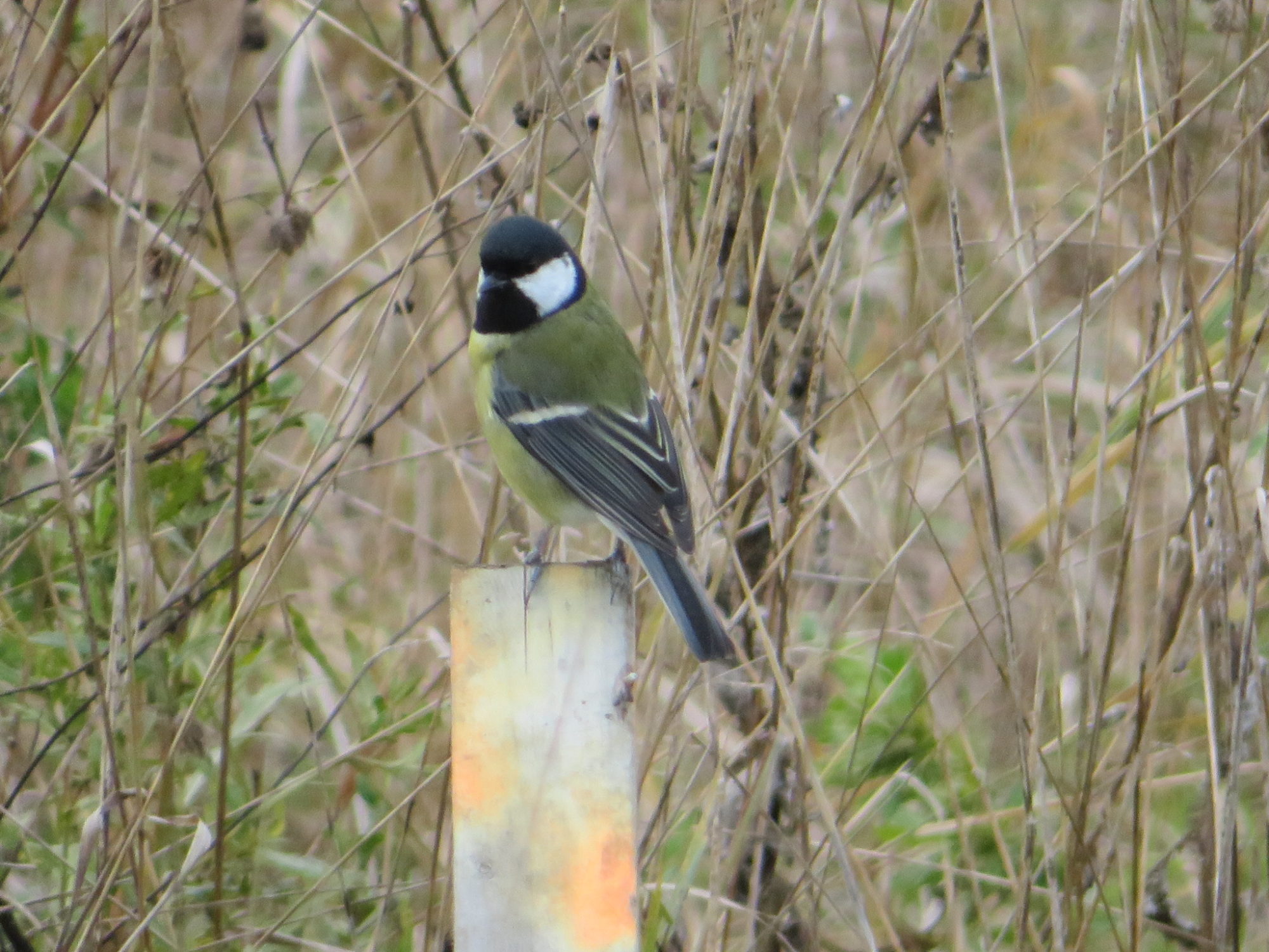 Valokuvaaja: Risto Kangassalo