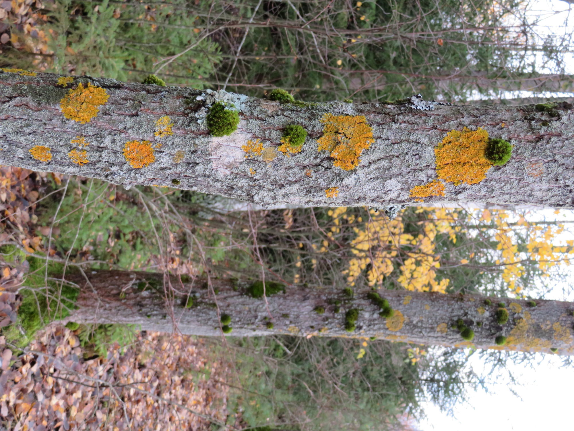 Valokuvaaja: Risto Kangassalo