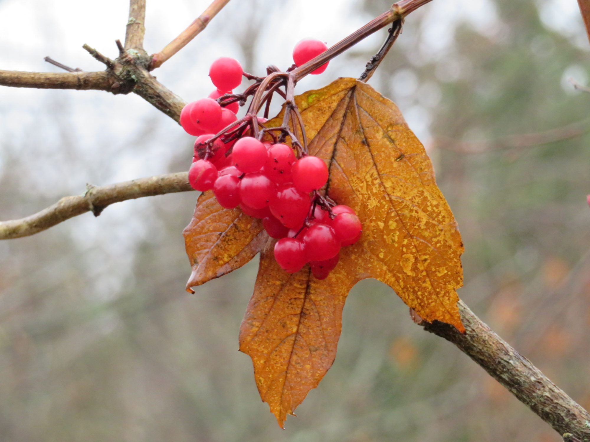 Valokuvaaja: Risto Kangassalo