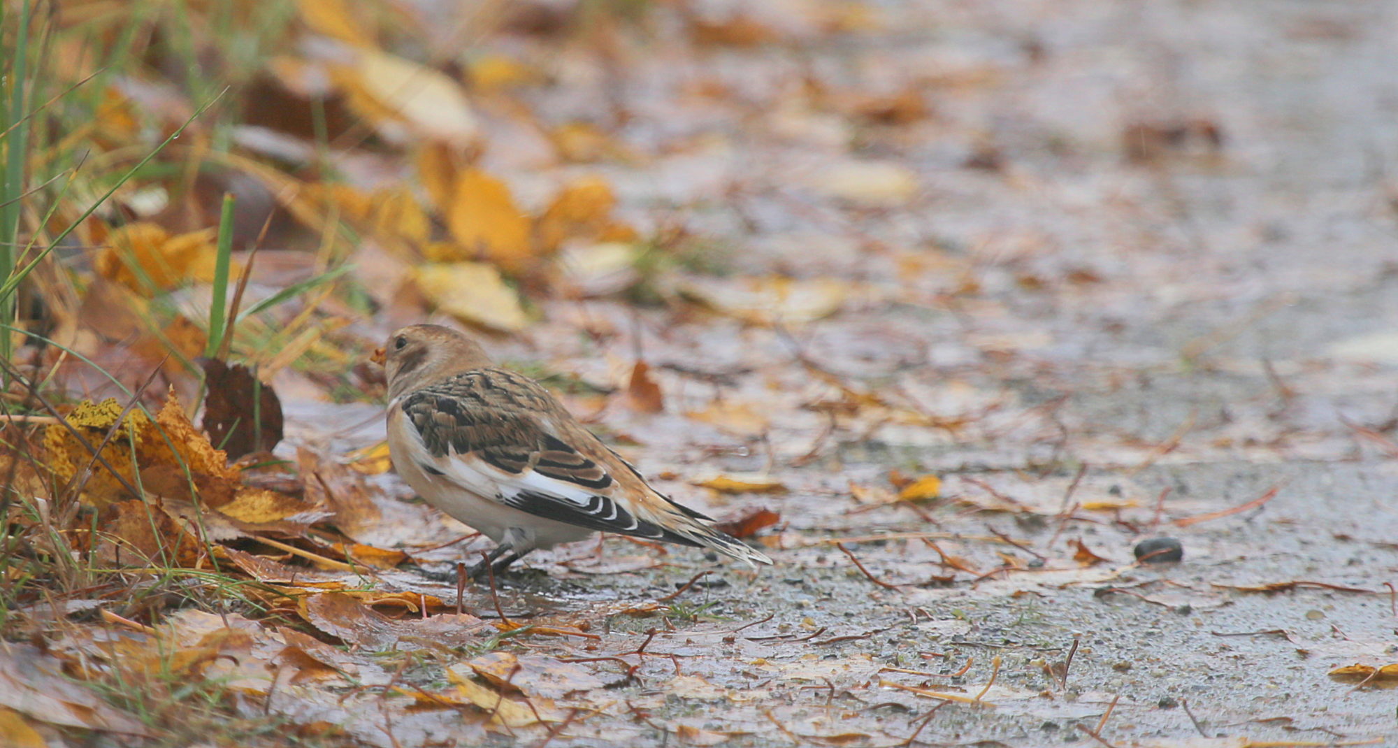 Valokuvaaja: Raija Kokkola