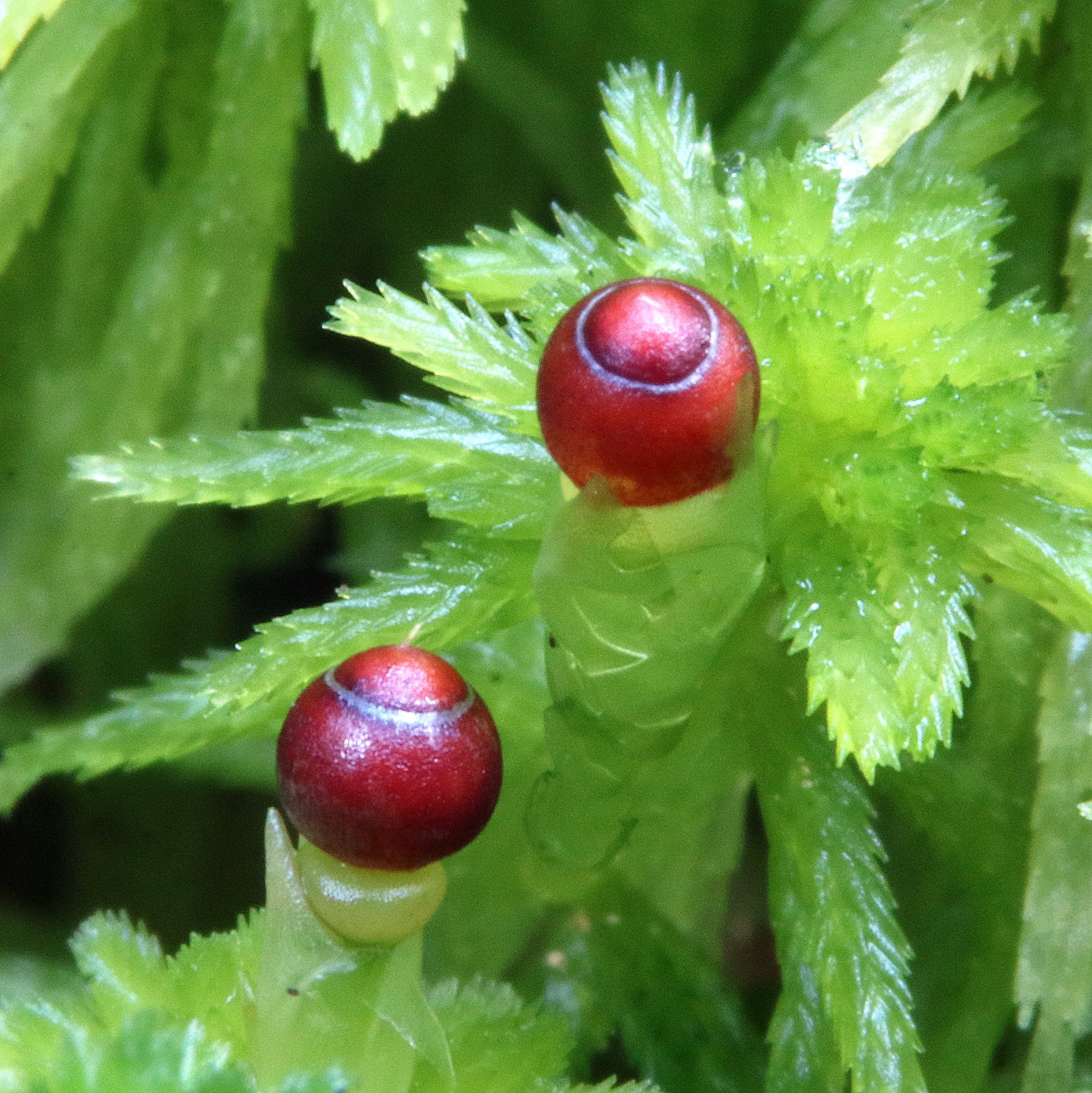 Valokuvaaja: Hannu Rasiranta