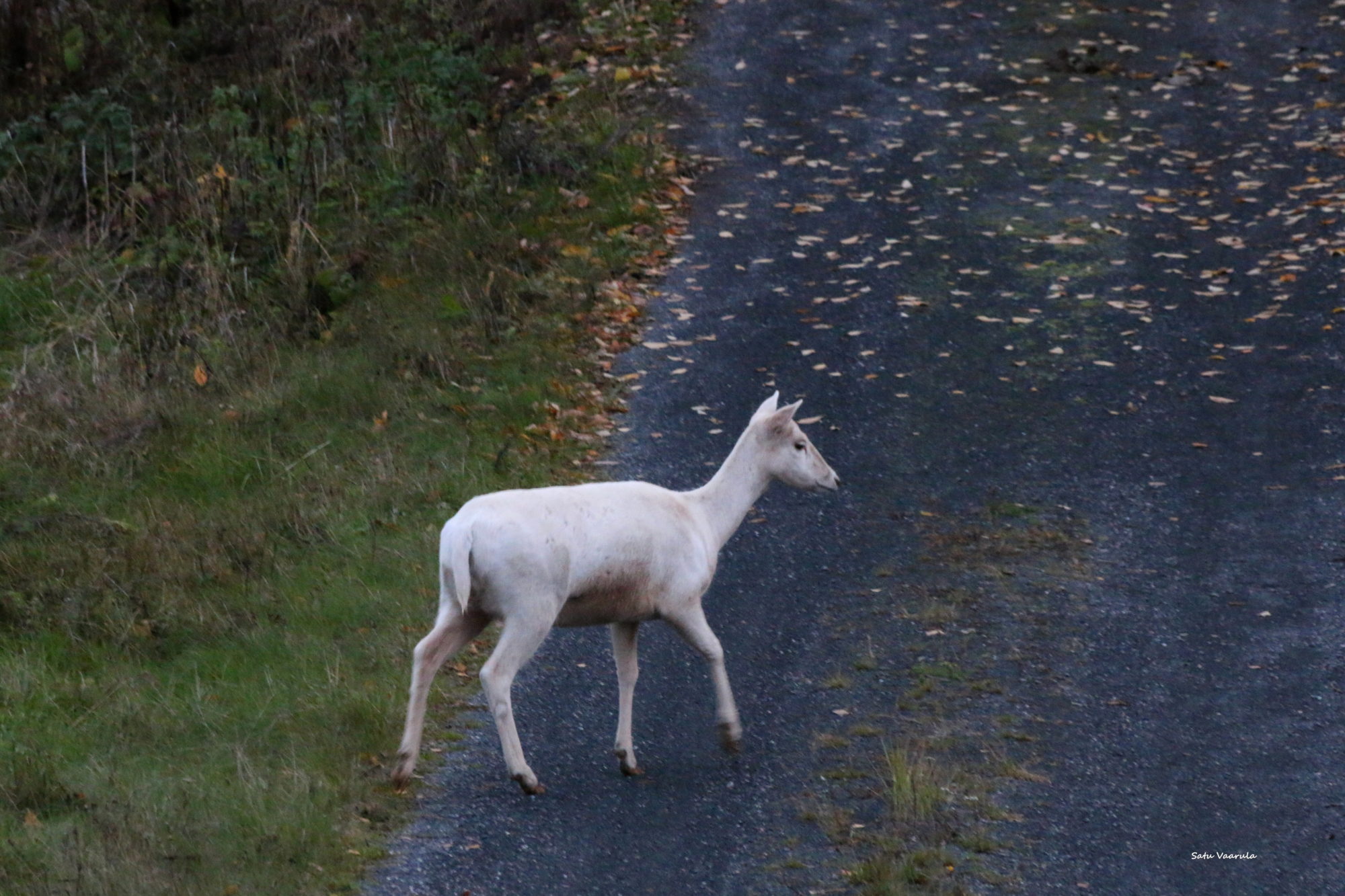 Valokuvaaja: Satu Vaarula Valokuvaaja: Satu Vaarula