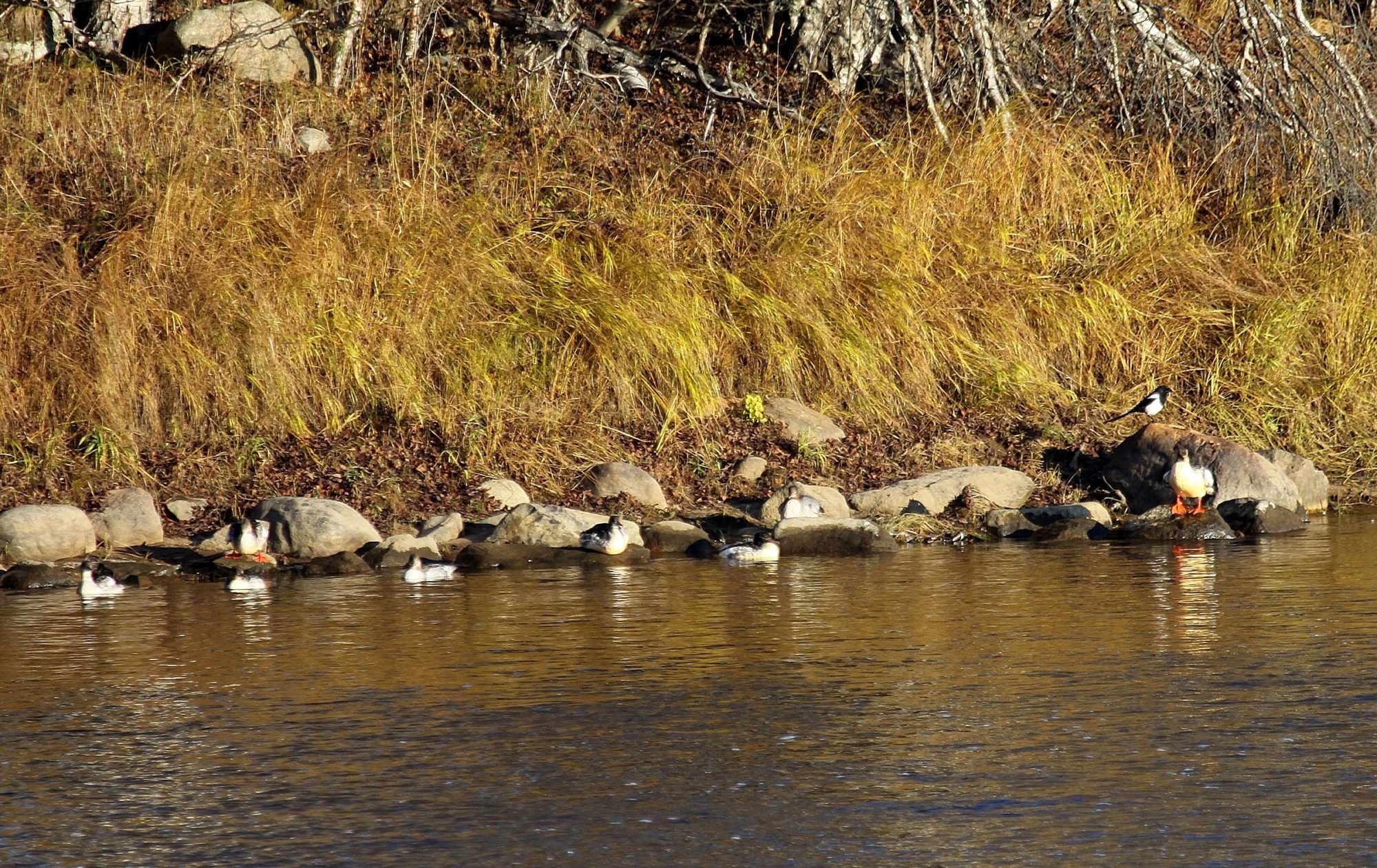 Valokuvaaja: Pirkko Siukonen