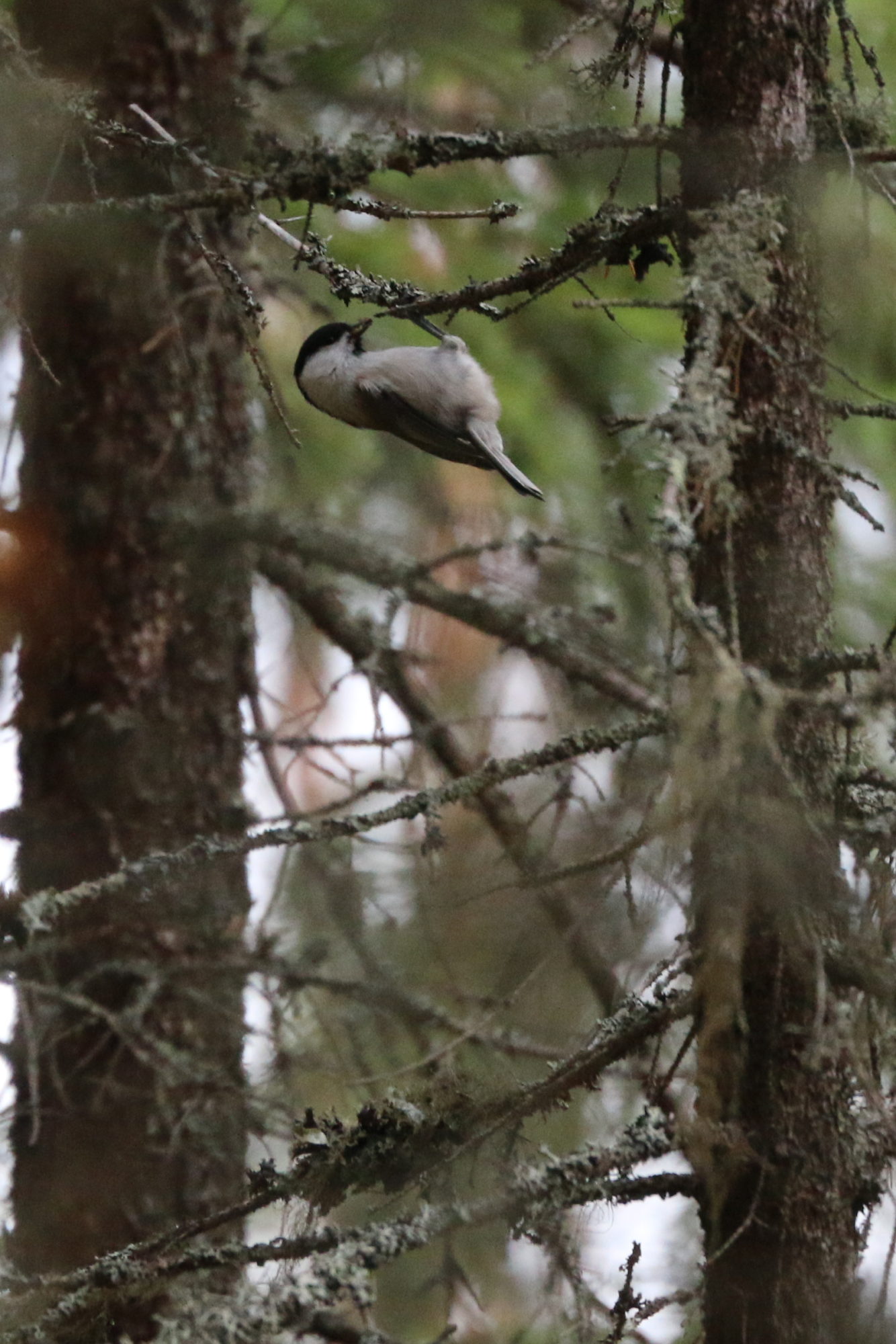 Valokuvaaja: Ahti Keränen
