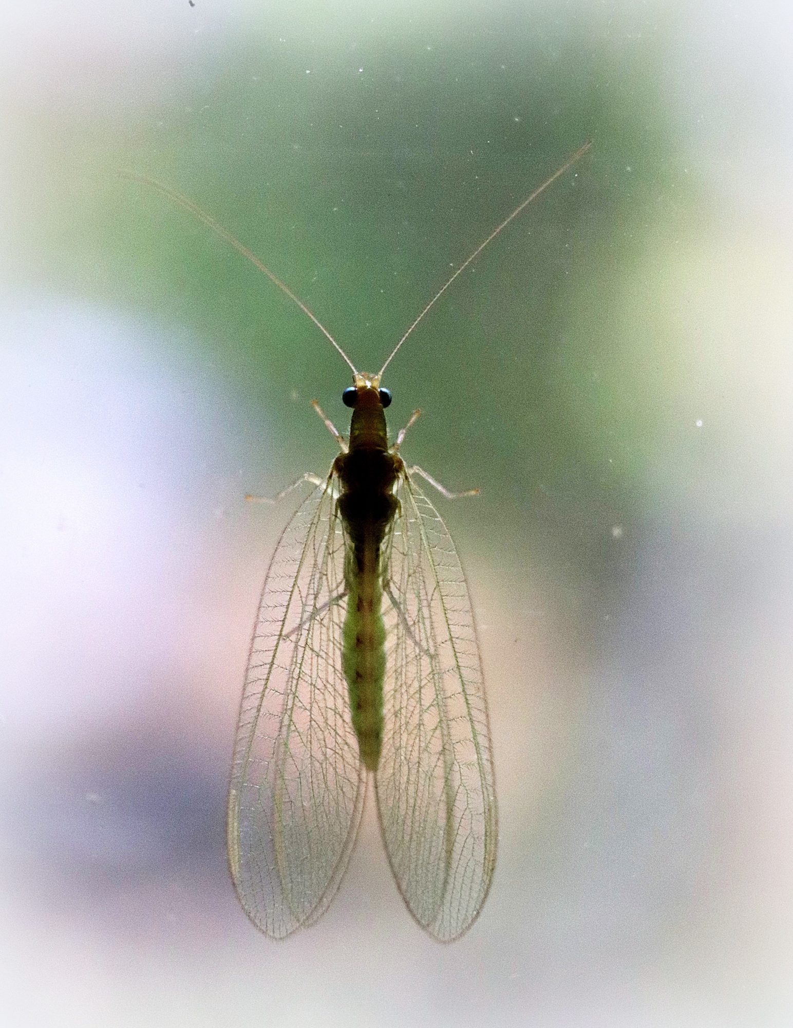 Valokuvaaja: Irja Lehtinen