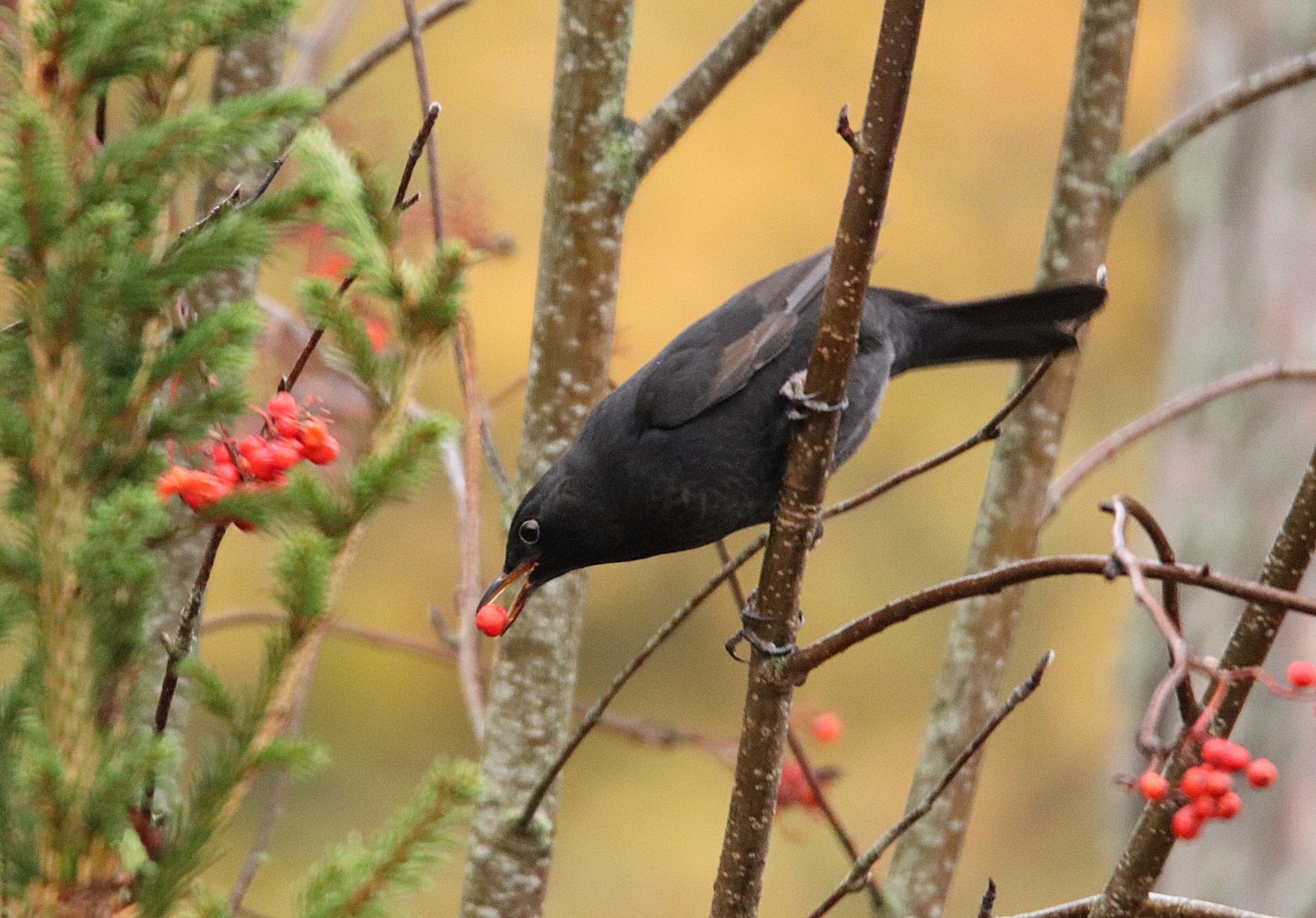 Valokuvaaja: Irja Lehtinen