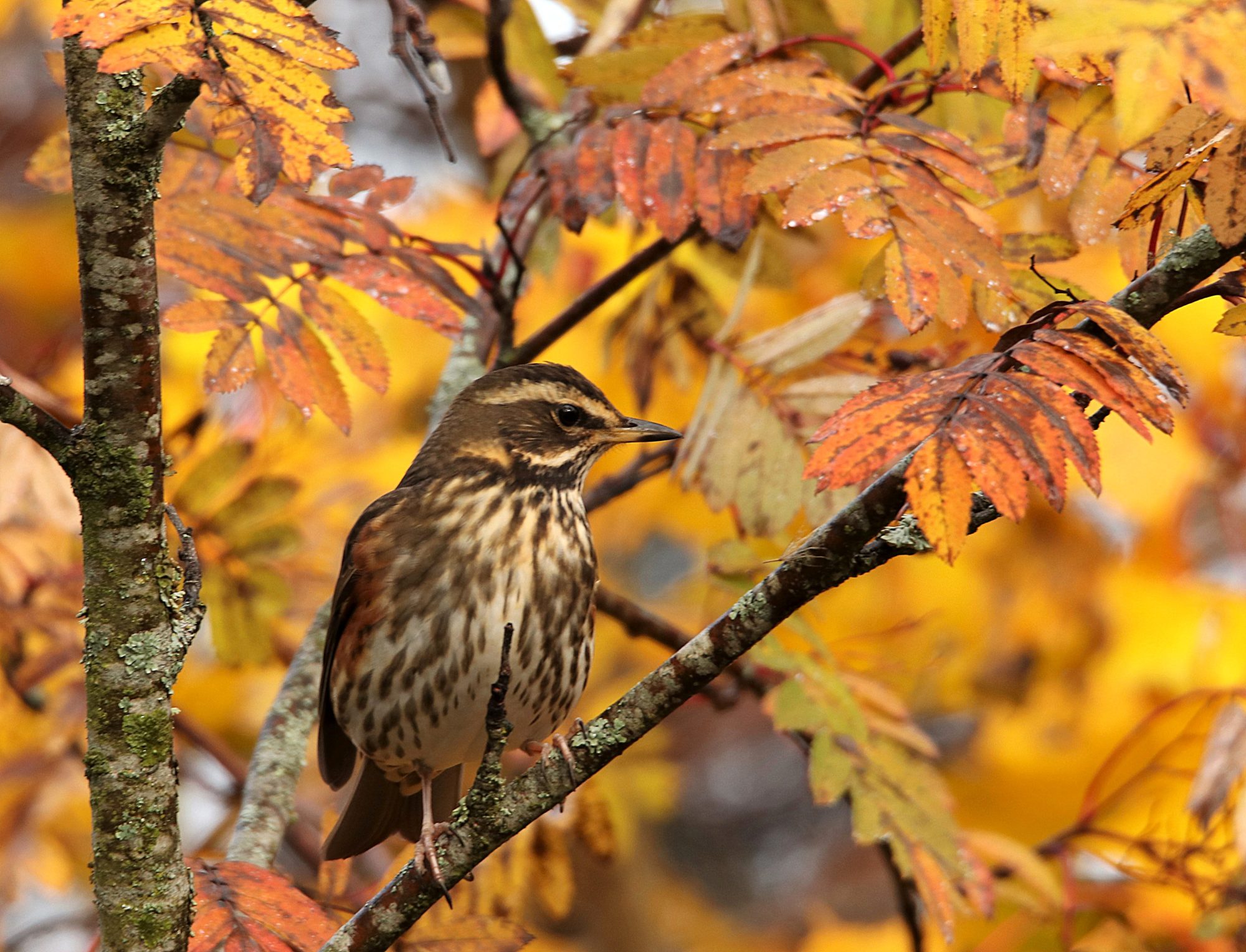 Valokuvaaja: Irja Lehtinen