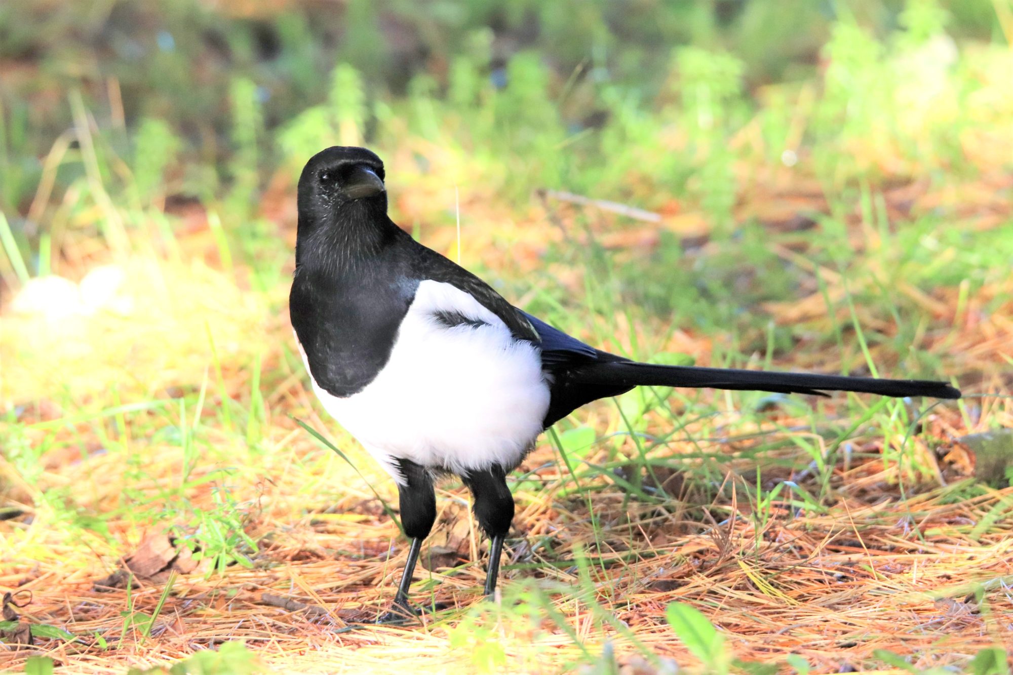 Valokuvaaja: Irja Lehtinen