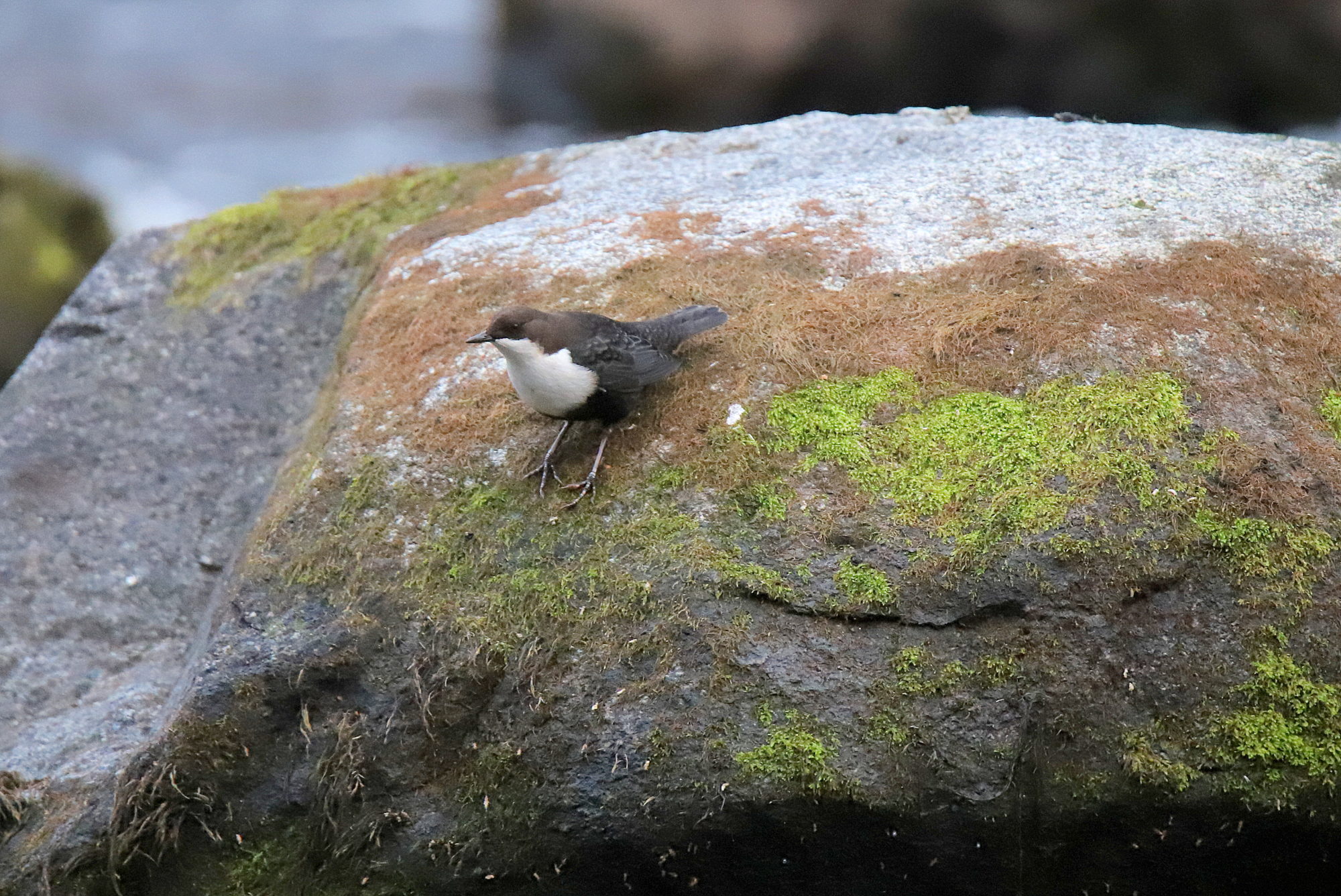 Valokuvaaja: sirpa jyske