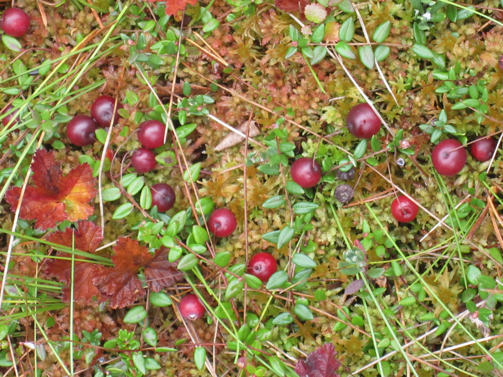 Valokuvaaja: Marita Portin