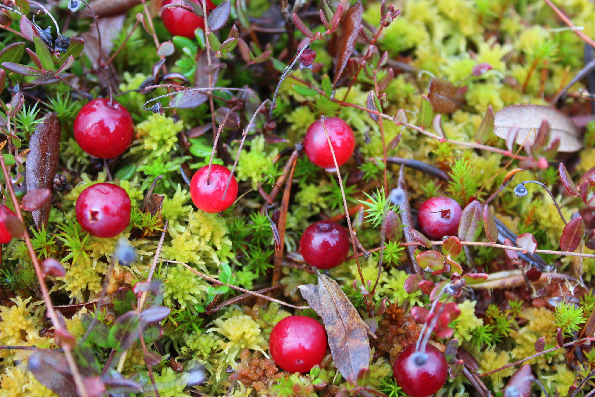 Valokuvaaja: Paula Savelius