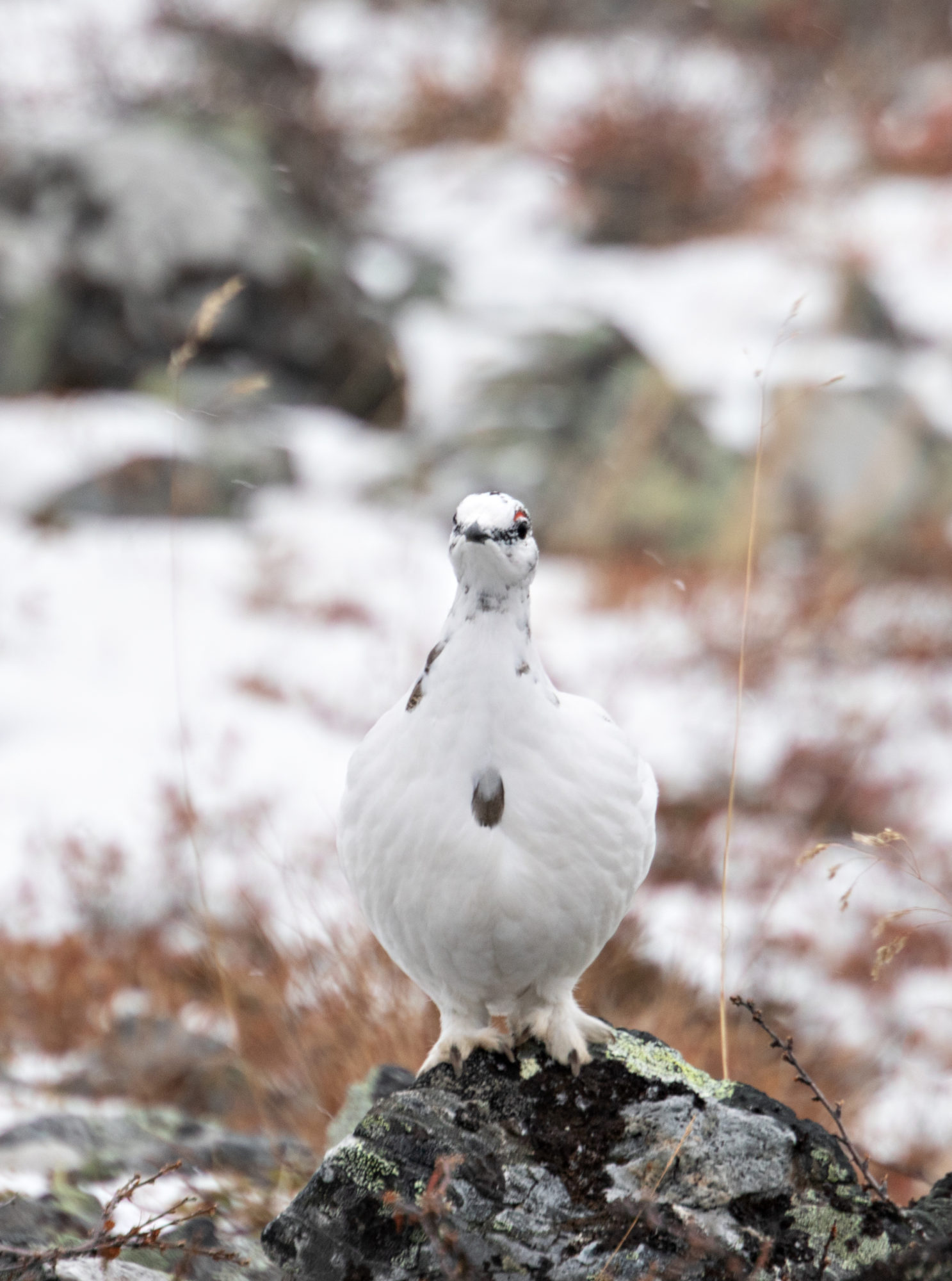 Valokuvaaja: Katri Niskanen