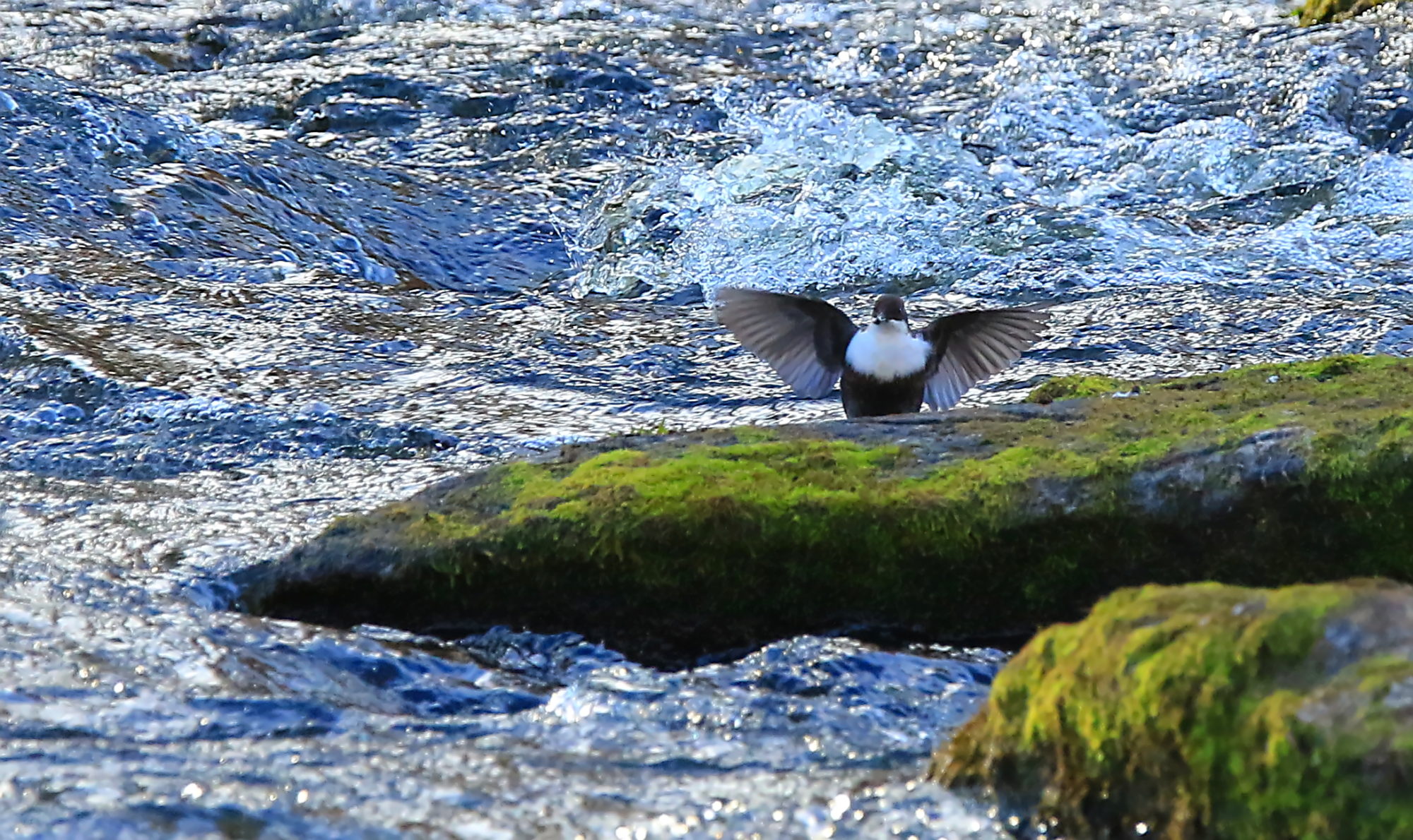 Valokuvaaja: reccu lehtonen Valokuvaaja: reccu lehtonen