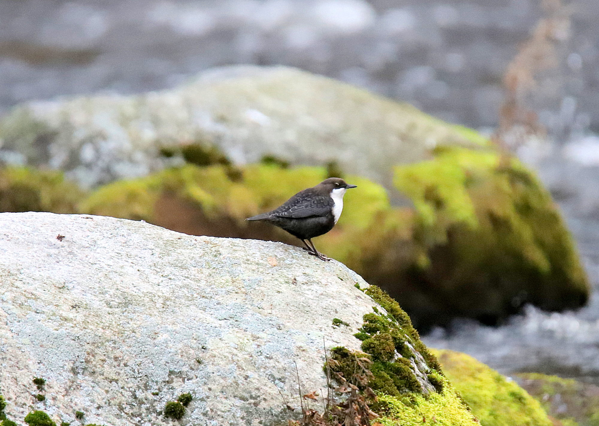 Valokuvaaja: sirpa jyske