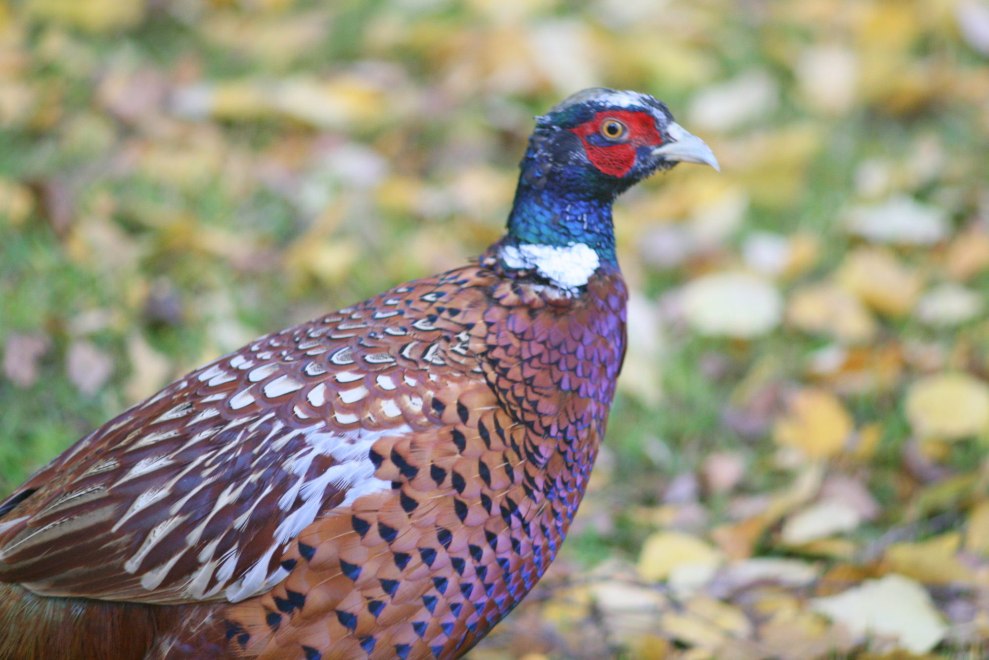 Valokuvaaja: Kaarlo Asikainen