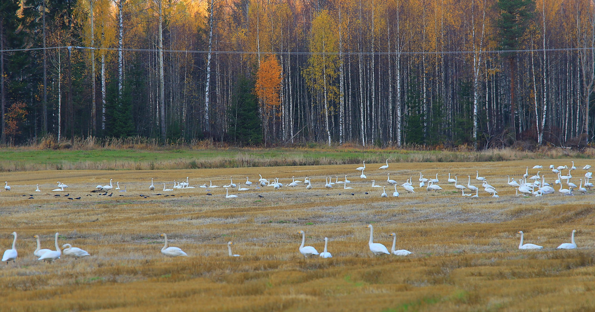 Valokuvaaja: reijo lehtonen