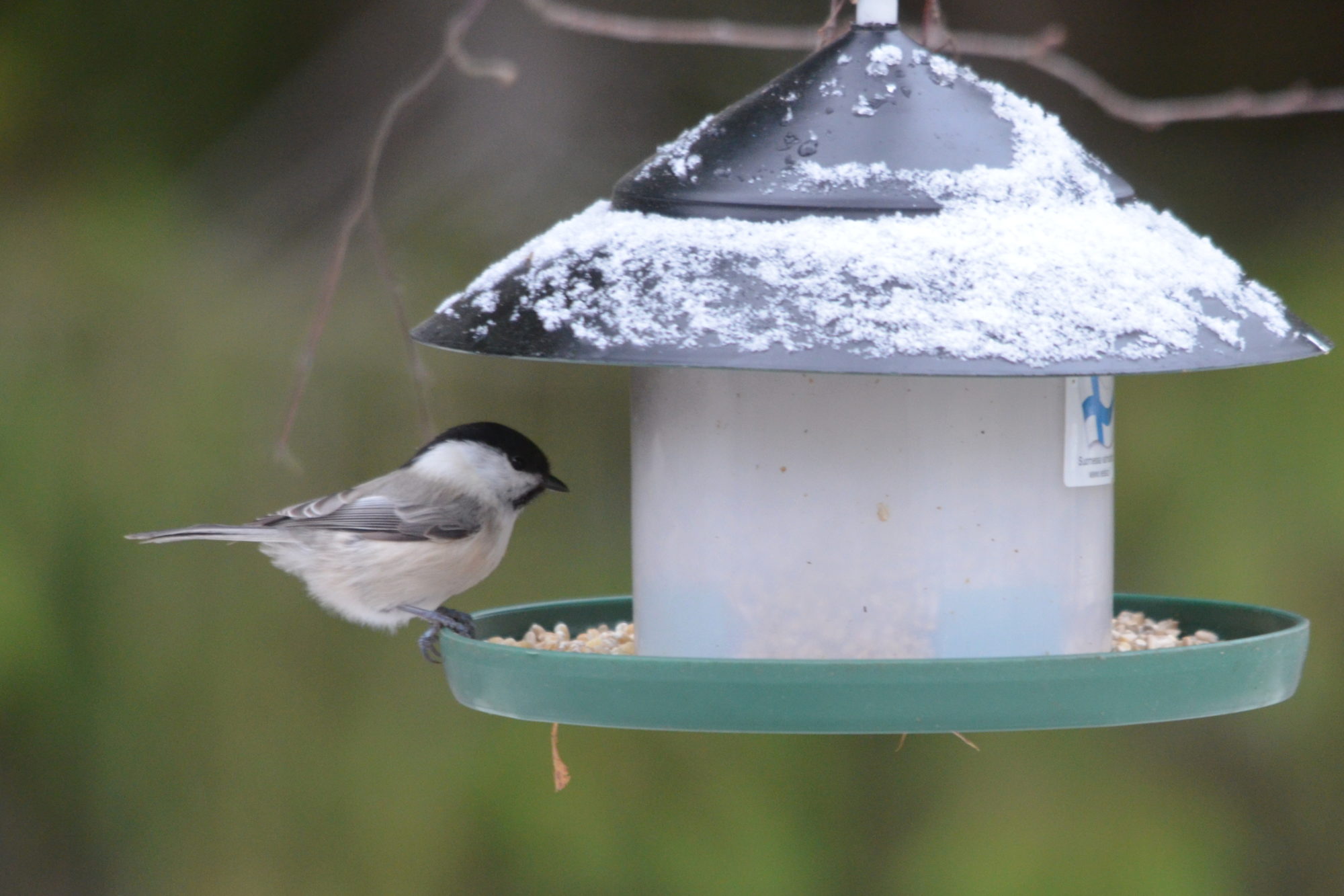 Valokuvaaja: Kaarlo Asikainen