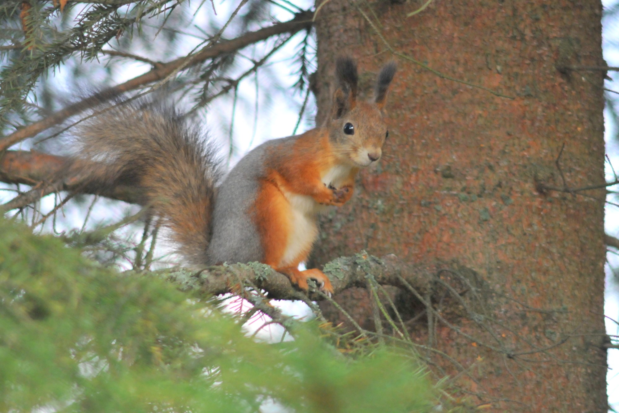Valokuvaaja: Kaarlo Asikainen