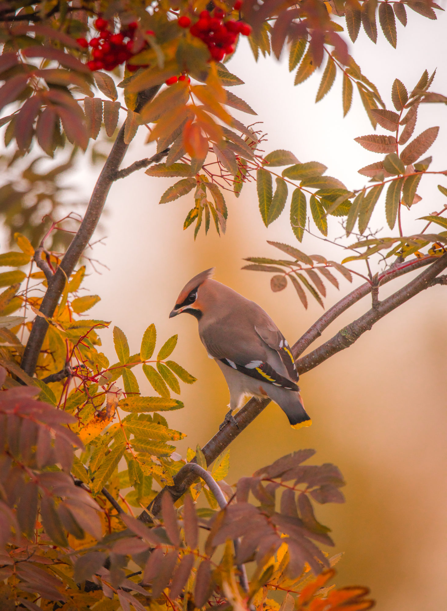 Valokuvaaja: Jukka Risikko