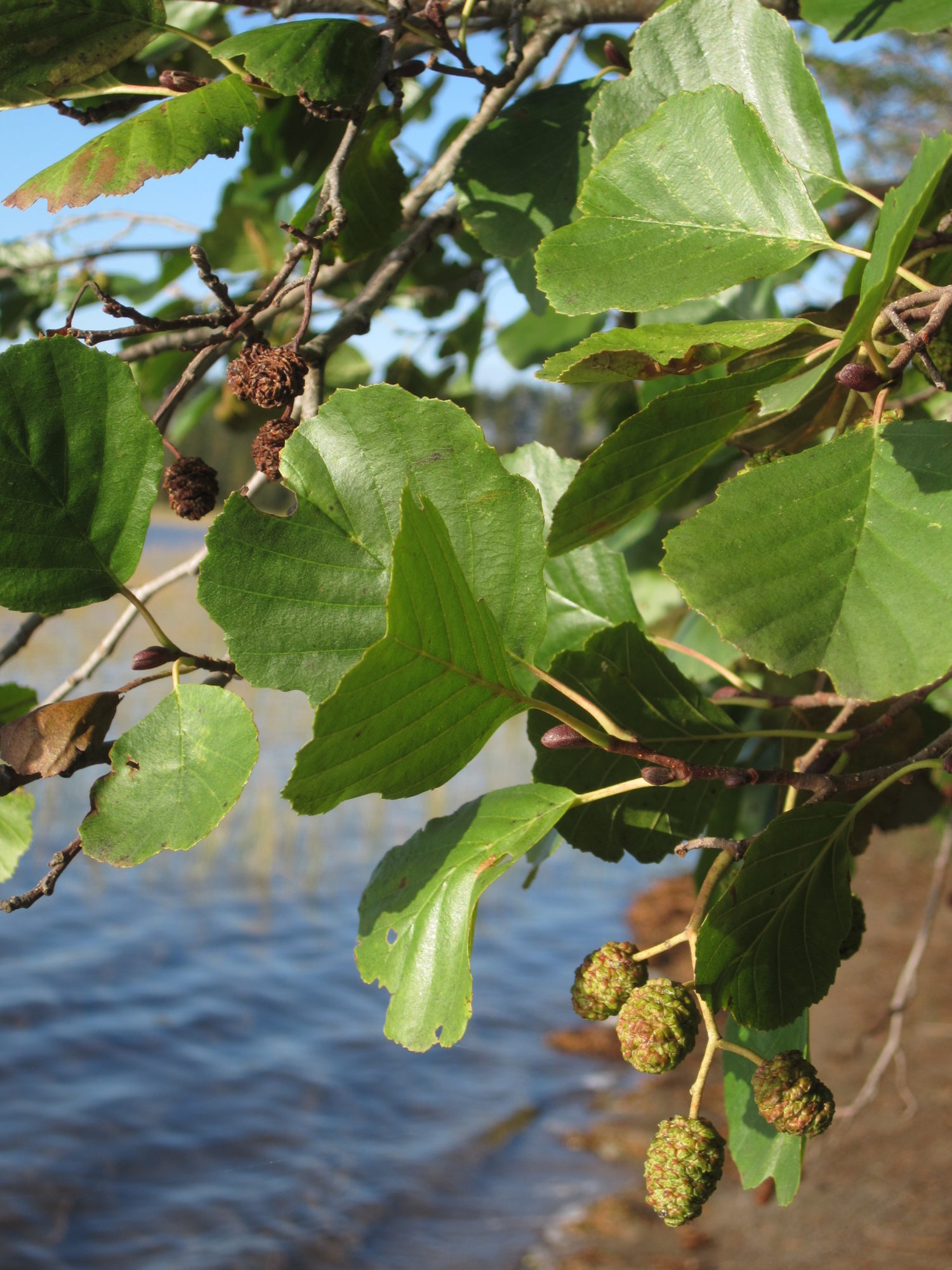 Valokuvaaja: Marita Portin