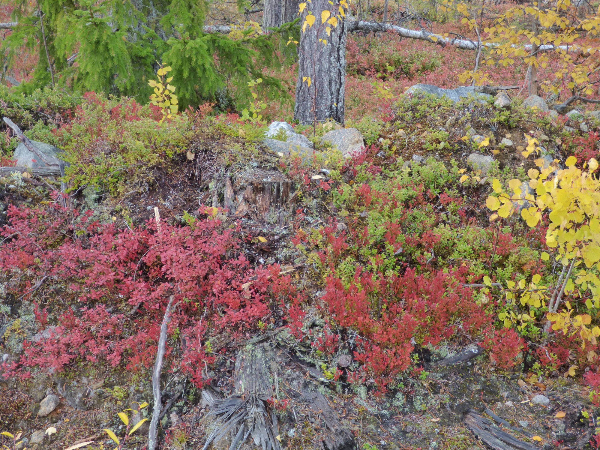 Valokuvaaja: Hannu Rissanen