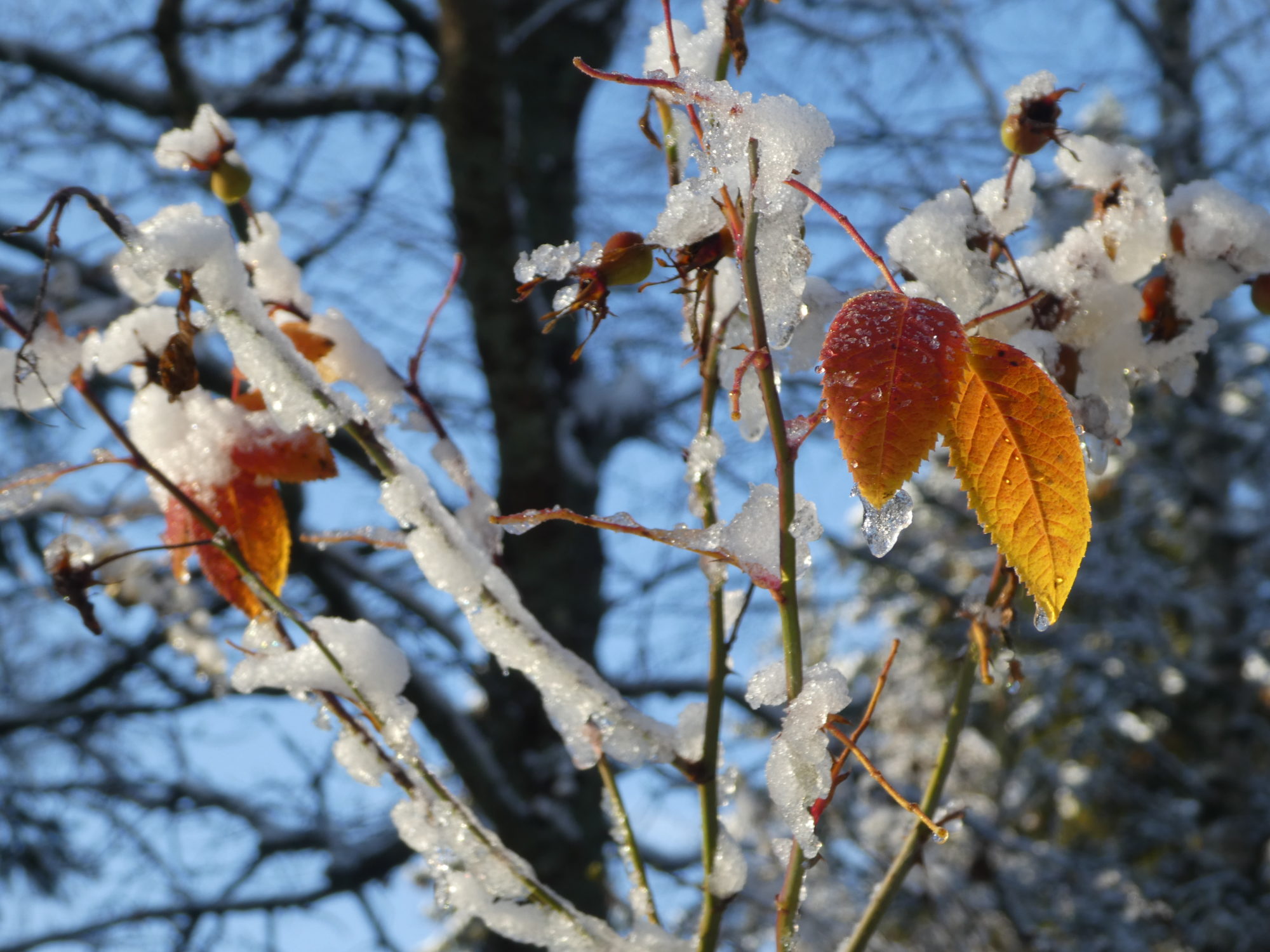 Valokuvaaja: Anja Mustamaa