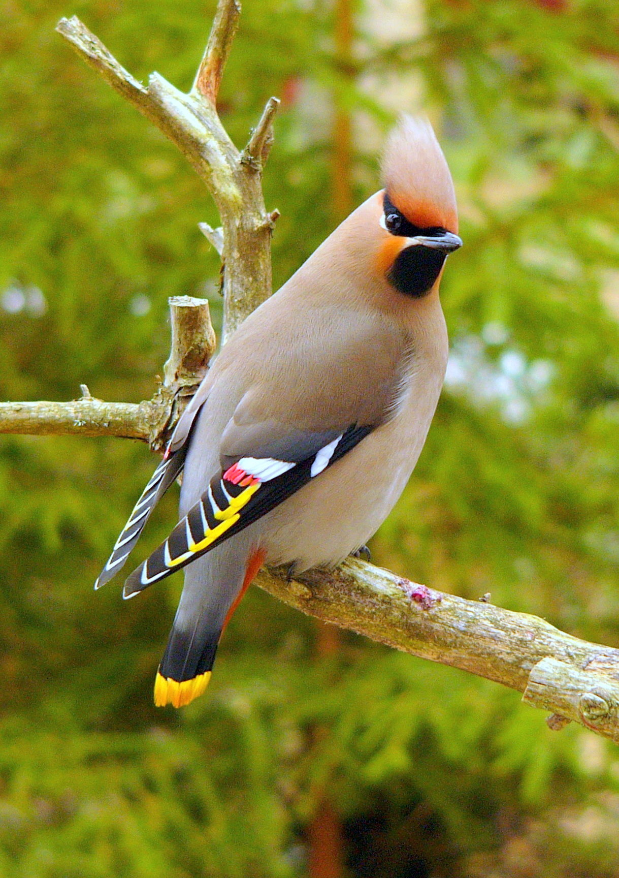 Valokuvaaja: Hannu. Rasiranta