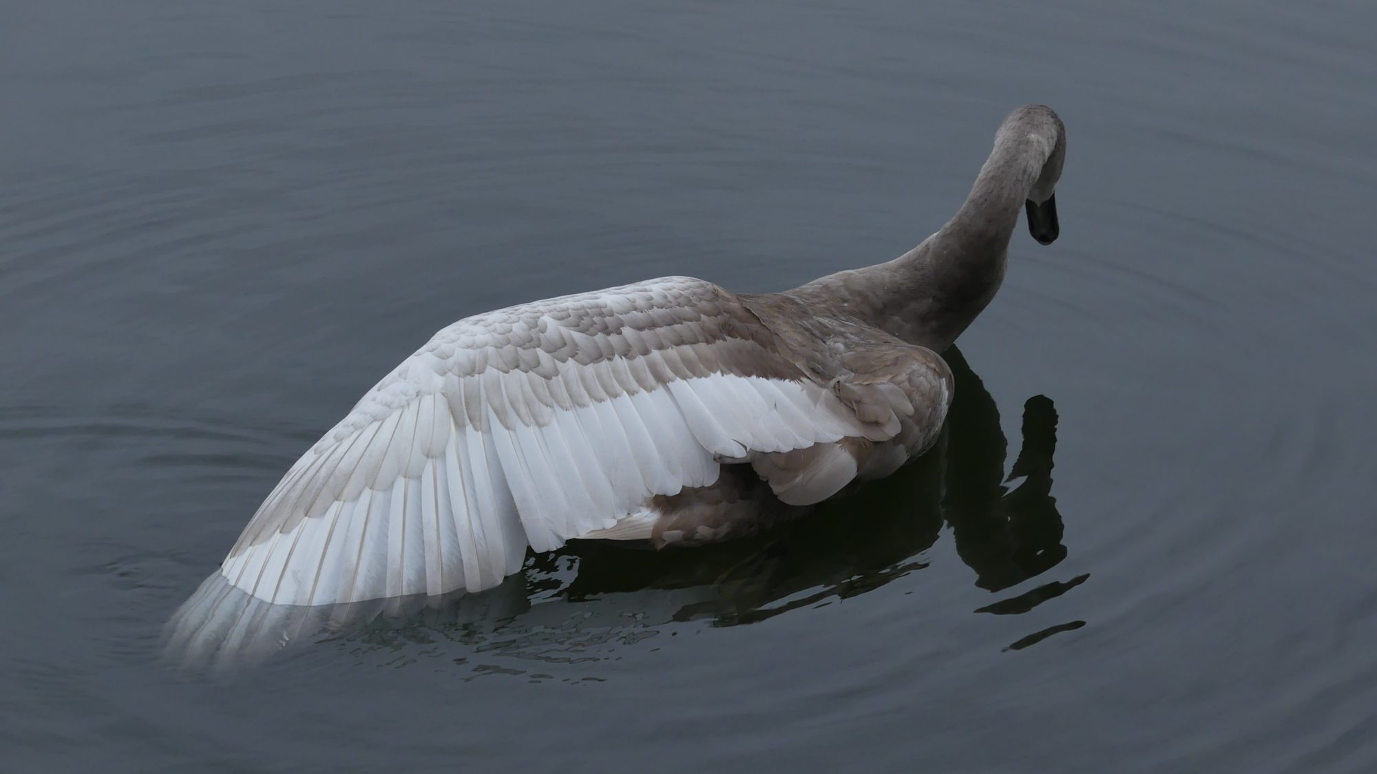 Valokuvaaja: Martti Valtonen