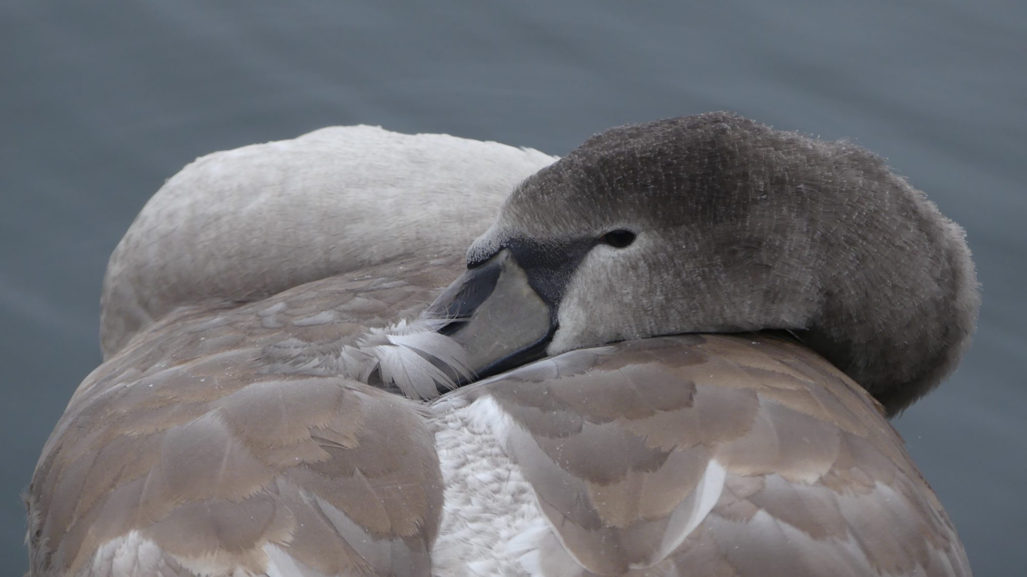 Valokuvaaja: Martti Valtonen