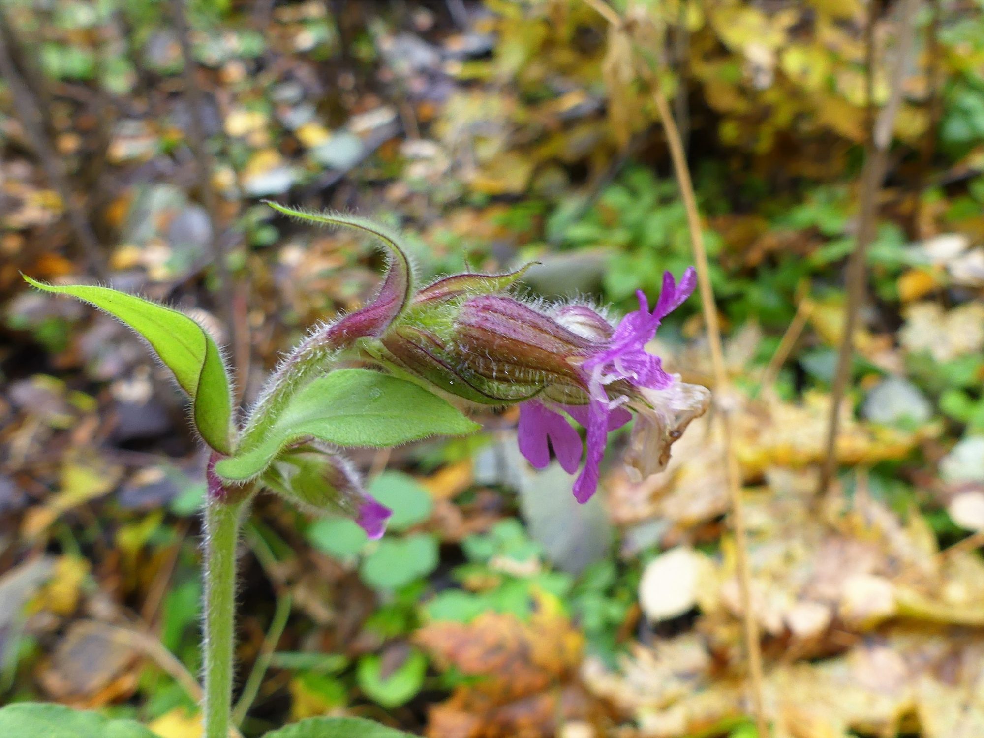 Valokuvaaja: Martti Valtonen