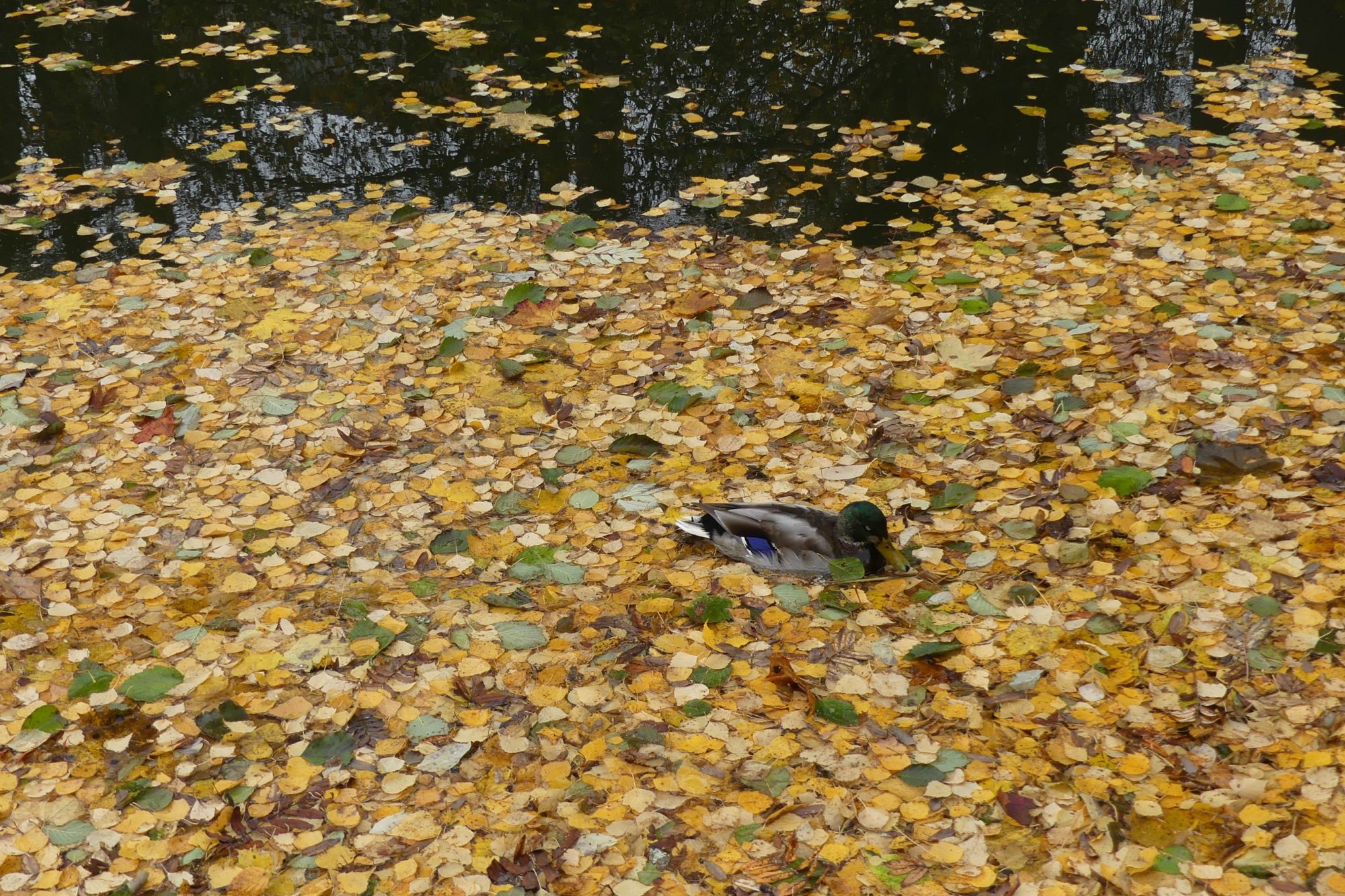 Valokuvaaja: Martti Valtonen