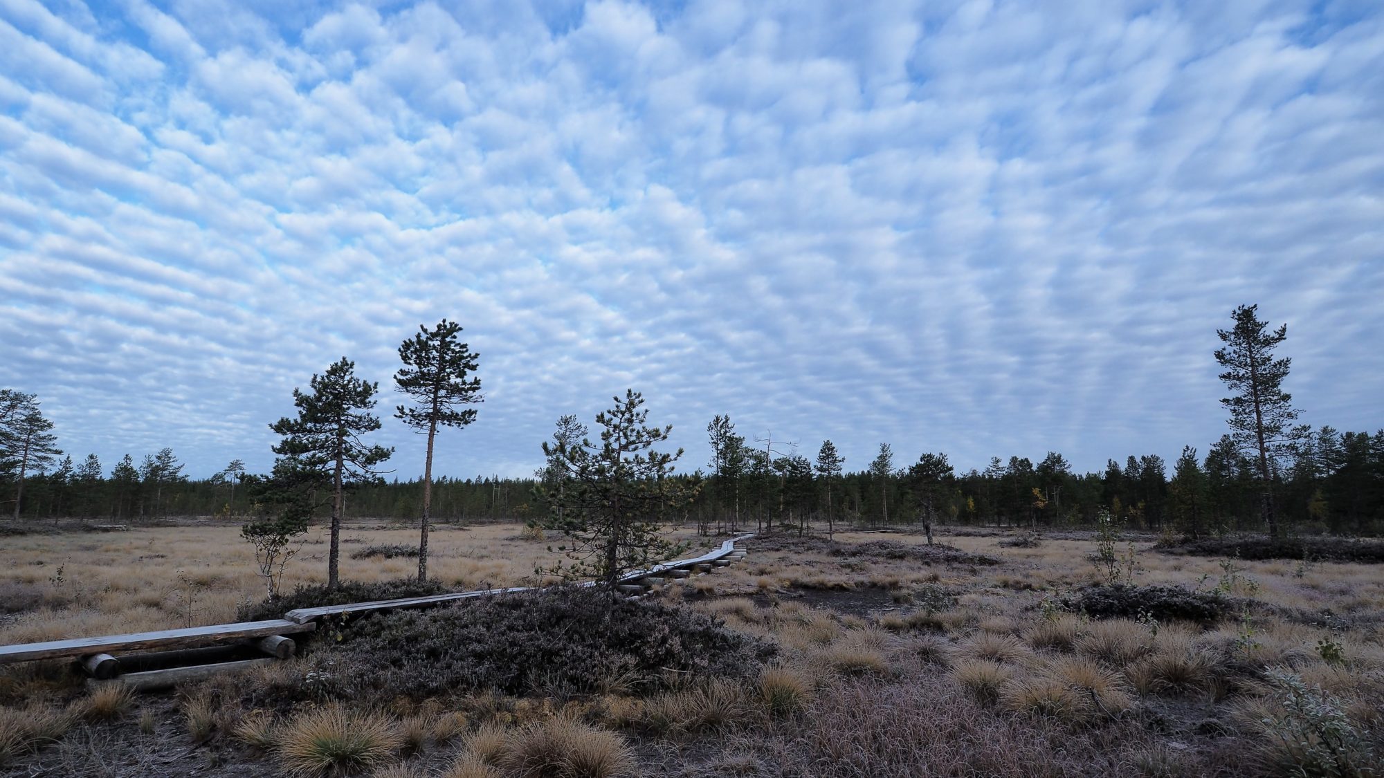 Valokuvaaja: Arja Valtonen