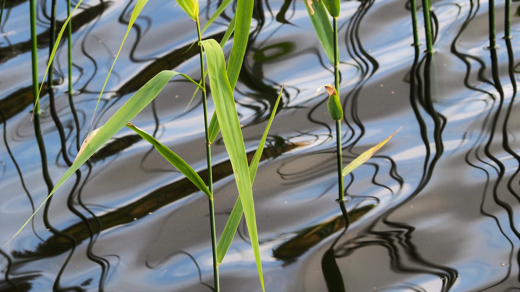 Valokuvaaja: Arja Valtonen