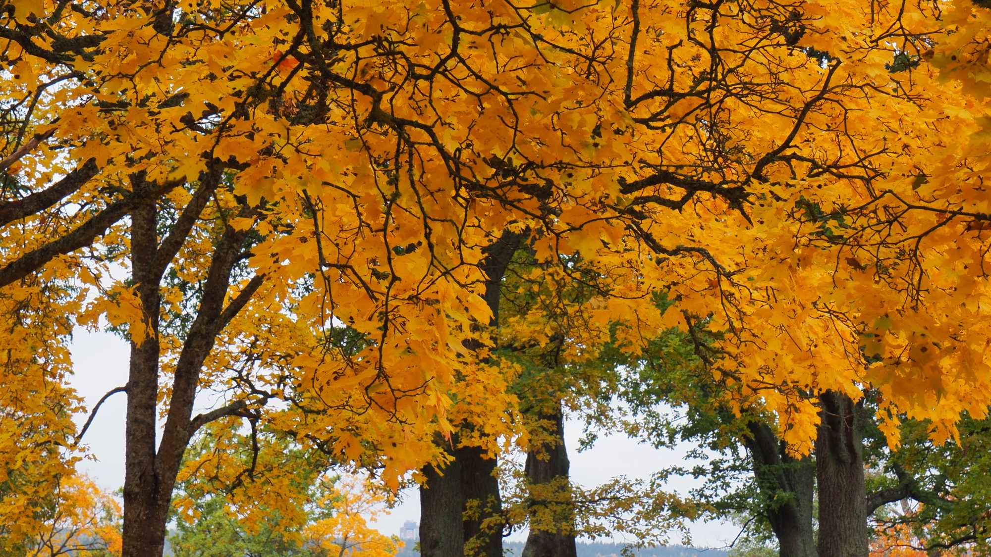 Valokuvaaja: Arja Valtonen