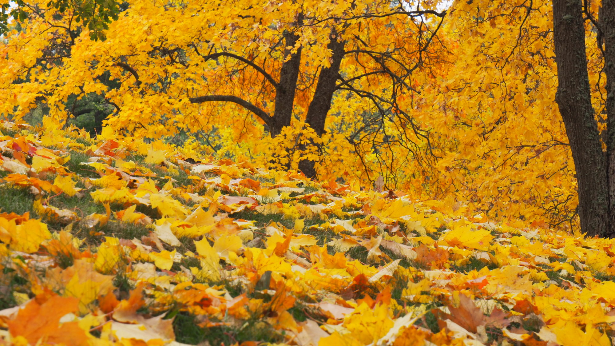 Valokuvaaja: Arja Valtonen Valokuvaaja: Arja Valtonen