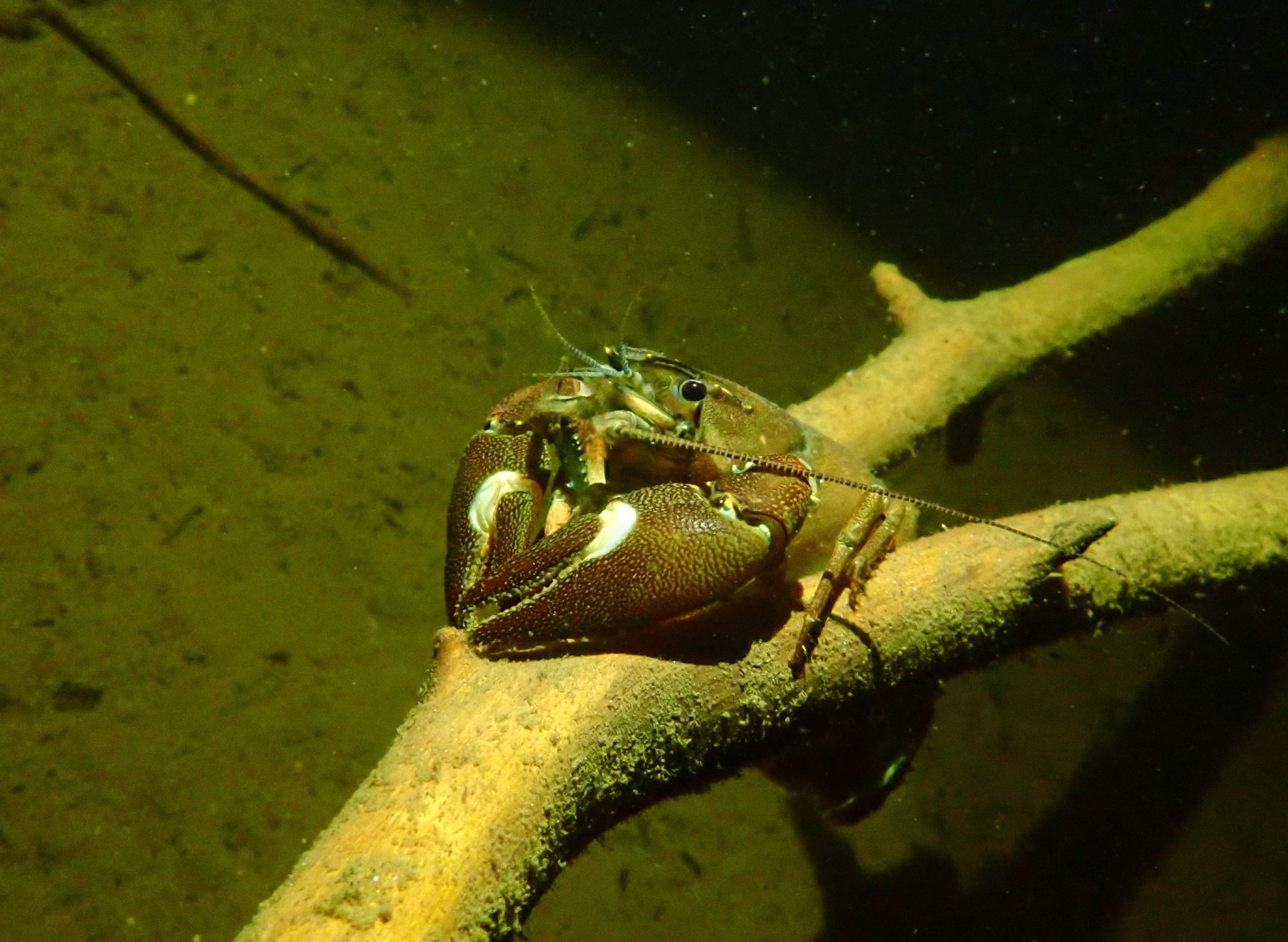 Valokuvaaja: Soili Vesanen