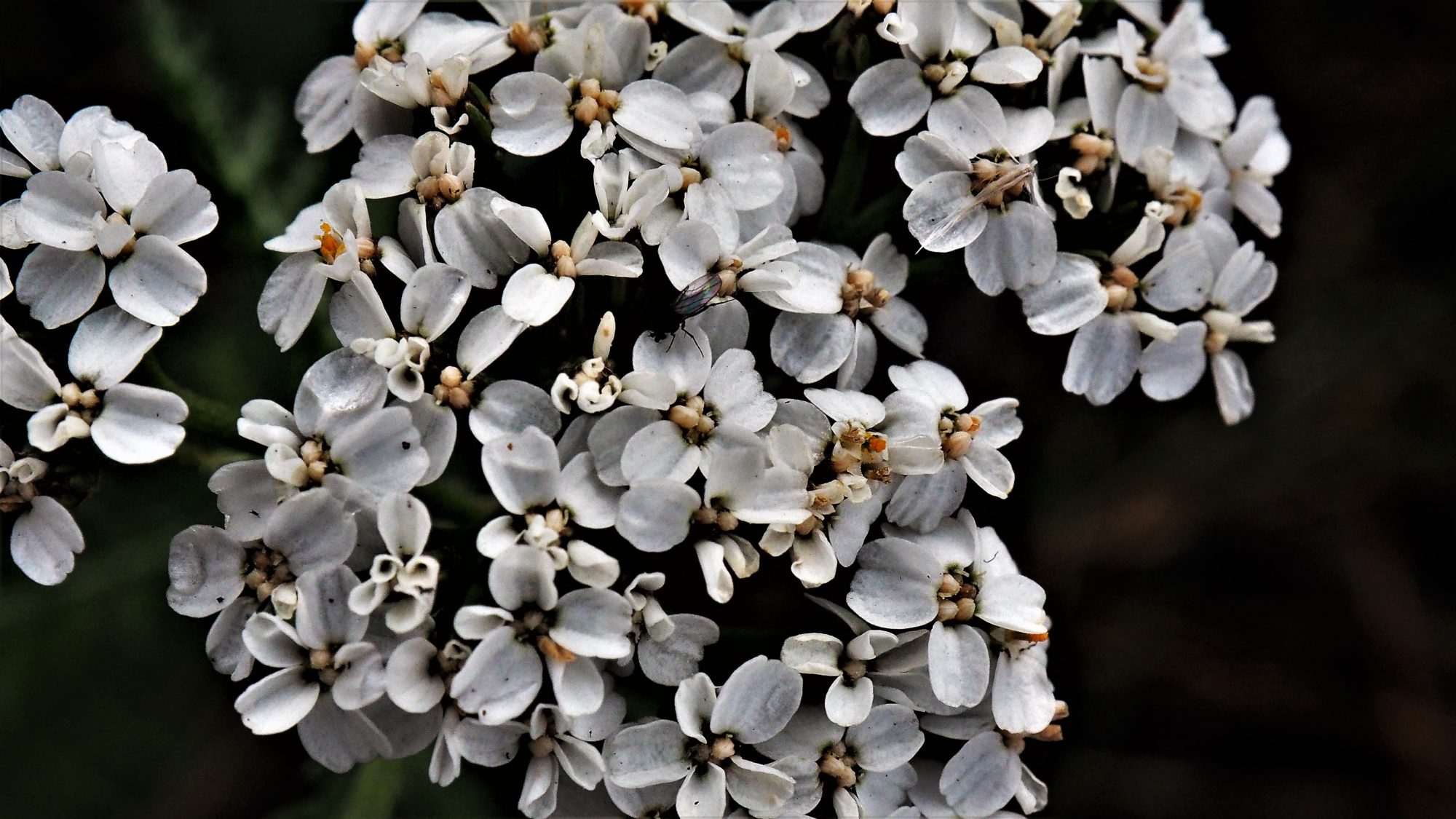 Valokuvaaja: Arja Valtonen