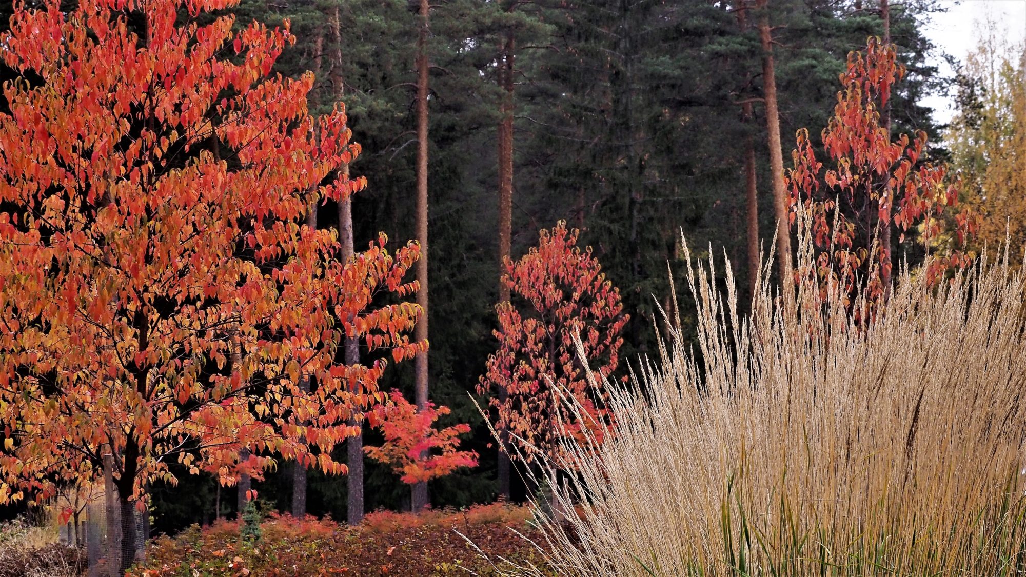 Valokuvaaja: Arja Valtonen Valokuvaaja: Arja Valtonen
