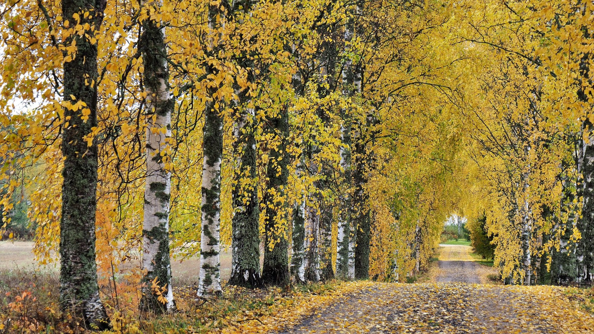 Valokuvaaja: Arja Valtonen Valokuvaaja: Arja Valtonen