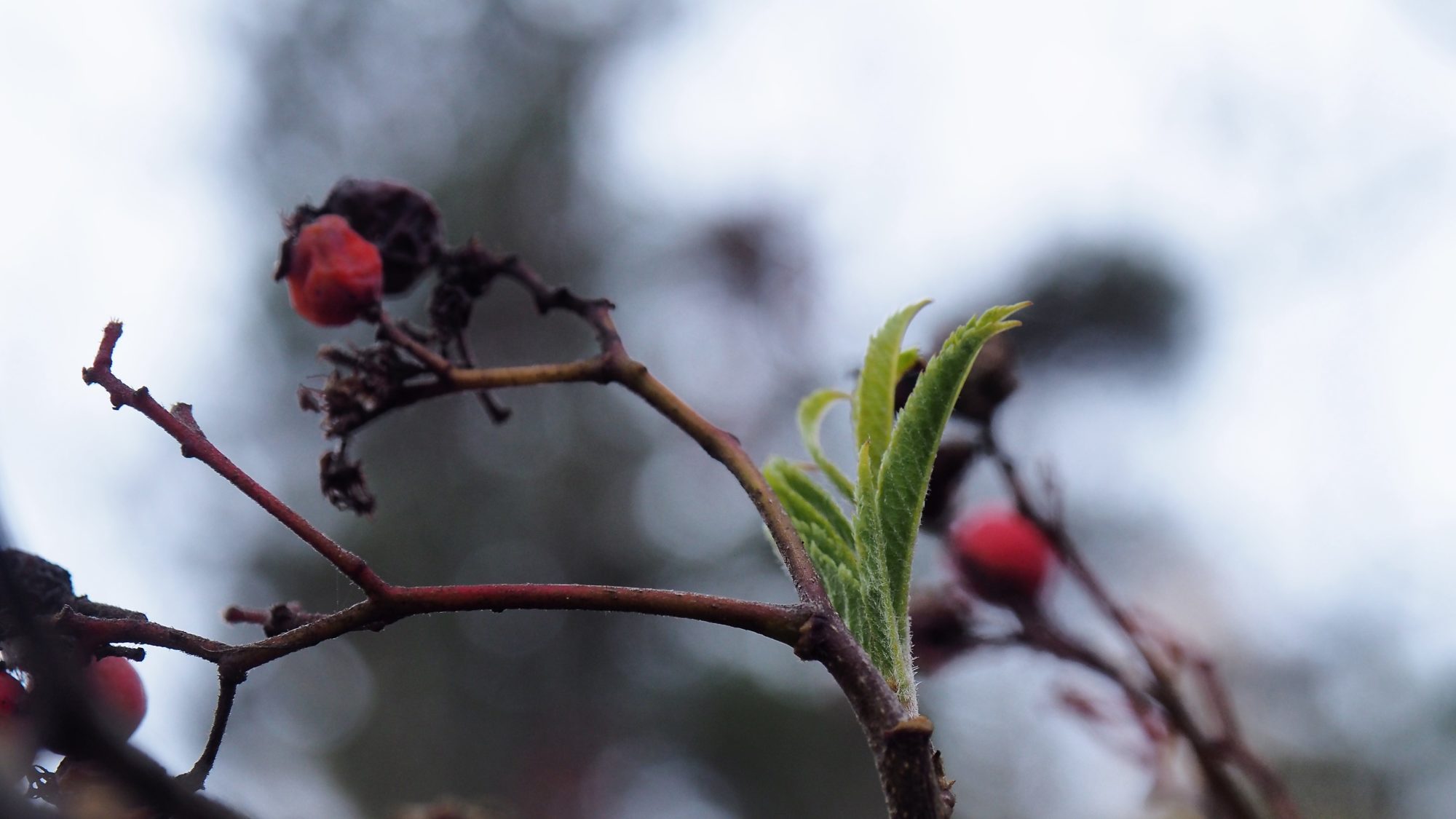 Valokuvaaja: Arja Valtonen Valokuvaaja: Arja Valtonen