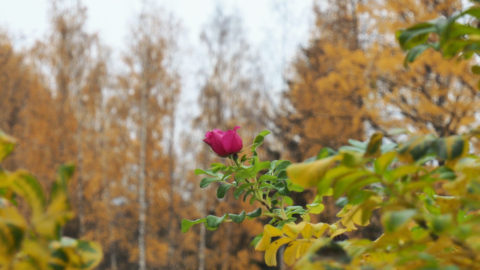 Valokuvaaja: Arja Valtonen