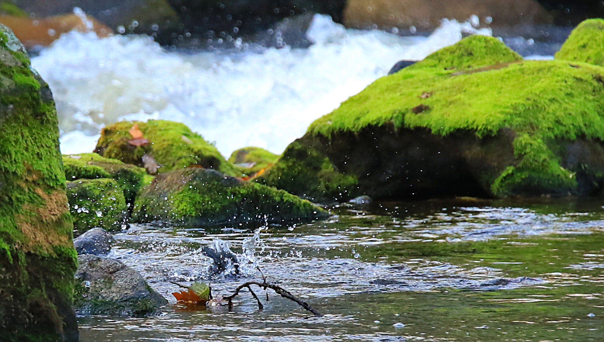 Valokuvaaja: reccu lehtonen